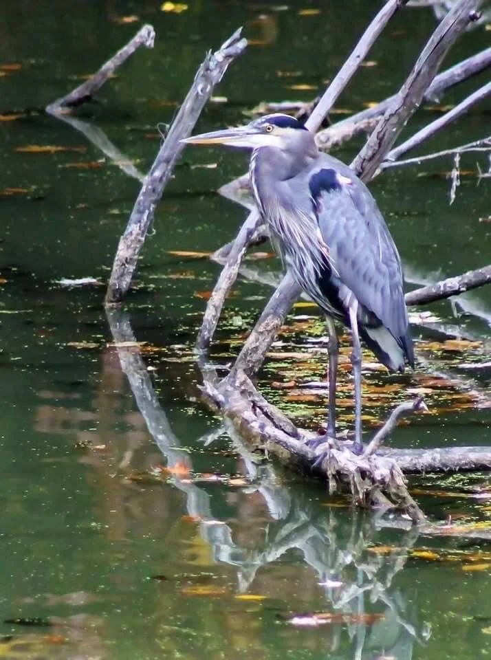 Pausing for a moment to take in all the beauty, to breathe, to rest... ☀️💜 Sending all goodness your way today. ✨💞