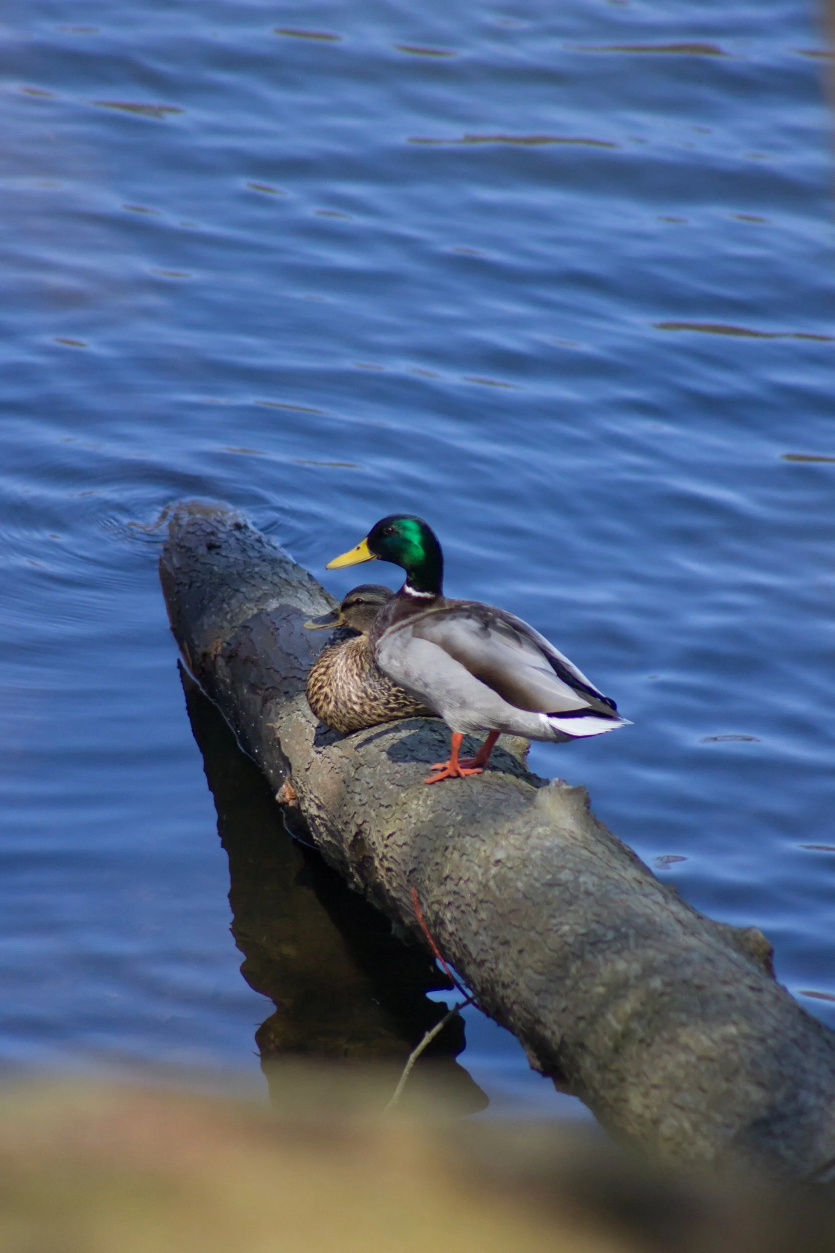 “Come, rest by the water with me...” 💦💗
