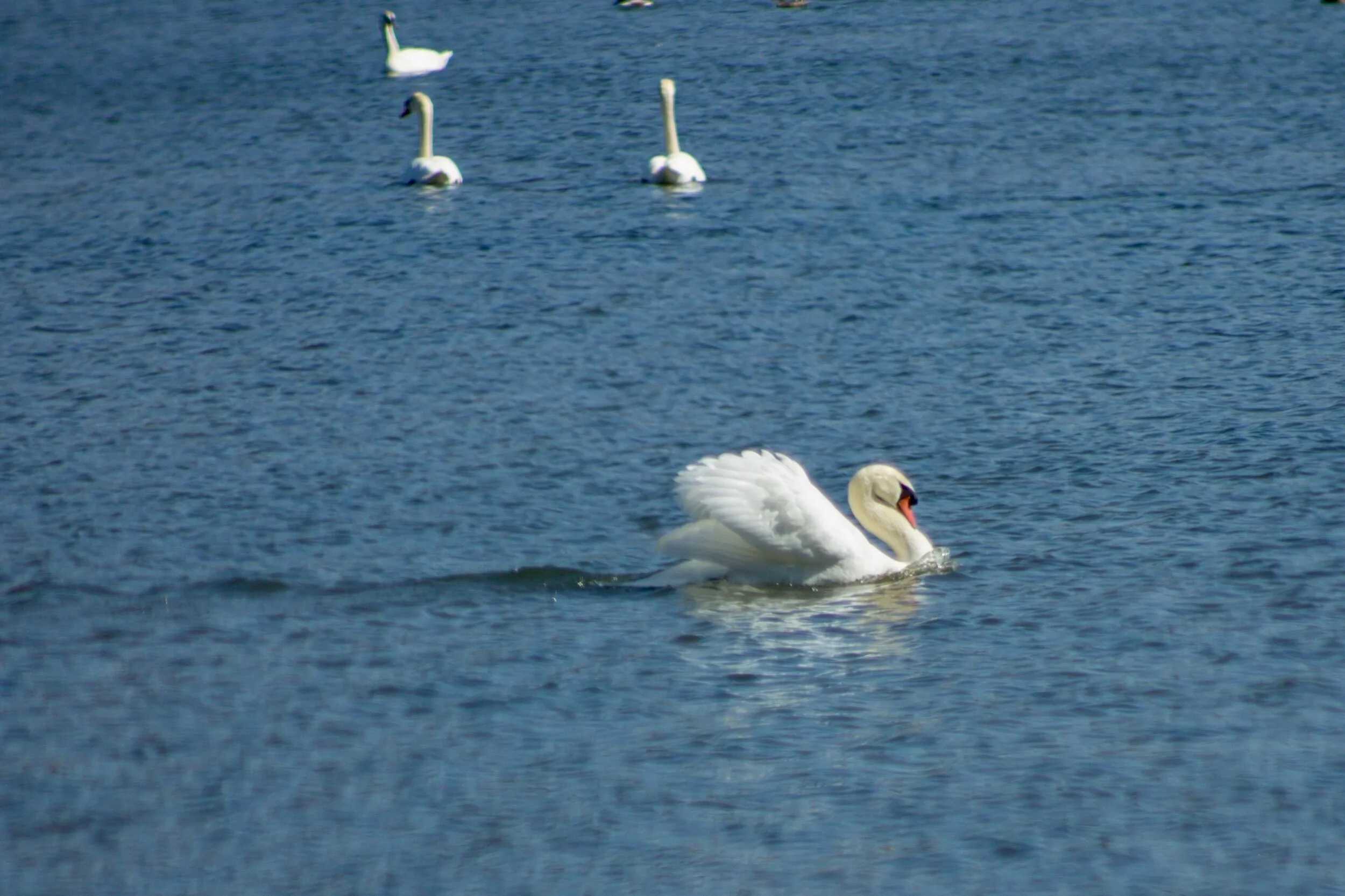 Can you imagine having a breeze at your back as you spread your wings and glide along the water? This little one was definitely born to sail... 🦢💜 💦 Sending all goodness and love your way today 💞