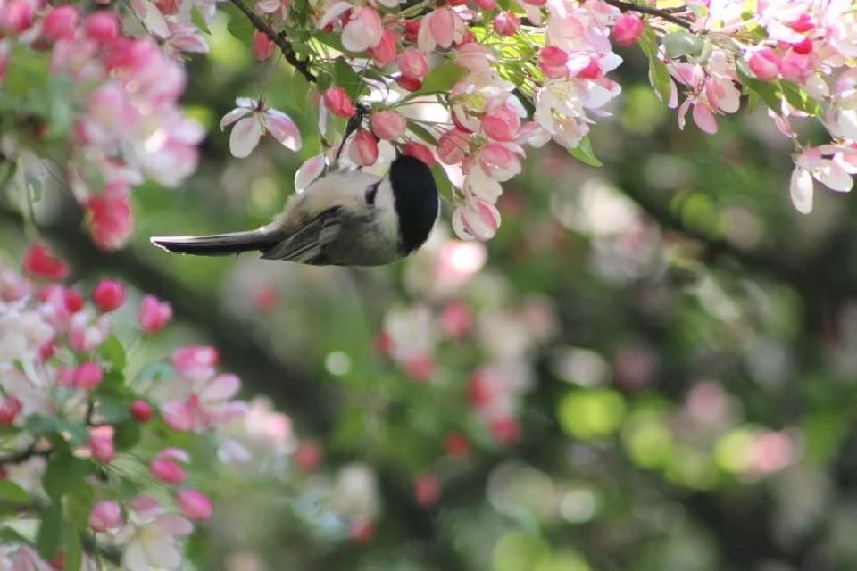 Hoping you can take in all the beauty of this moment...  it always surprises me how quickly the colors of Spring emerge after a long gray Winter. 🥰💞