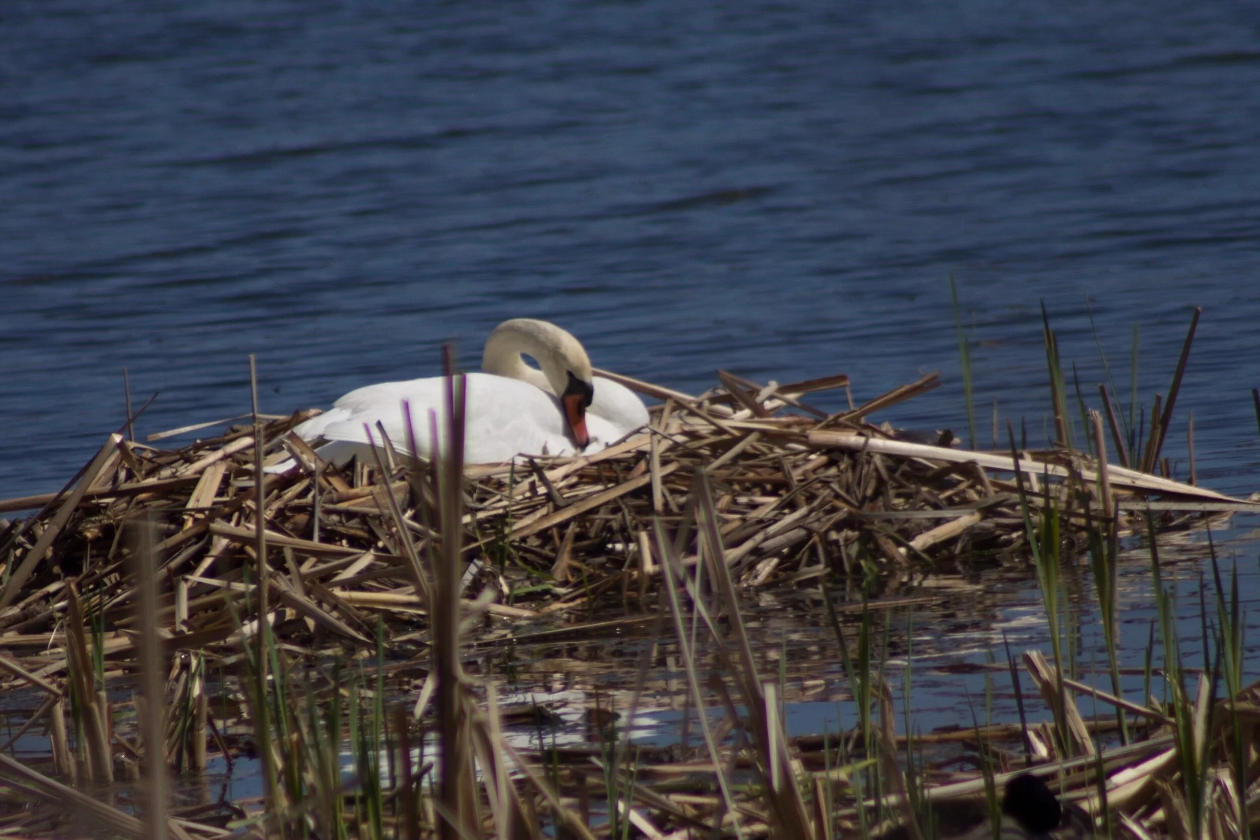 Nesting... 🥰☀️✨💞