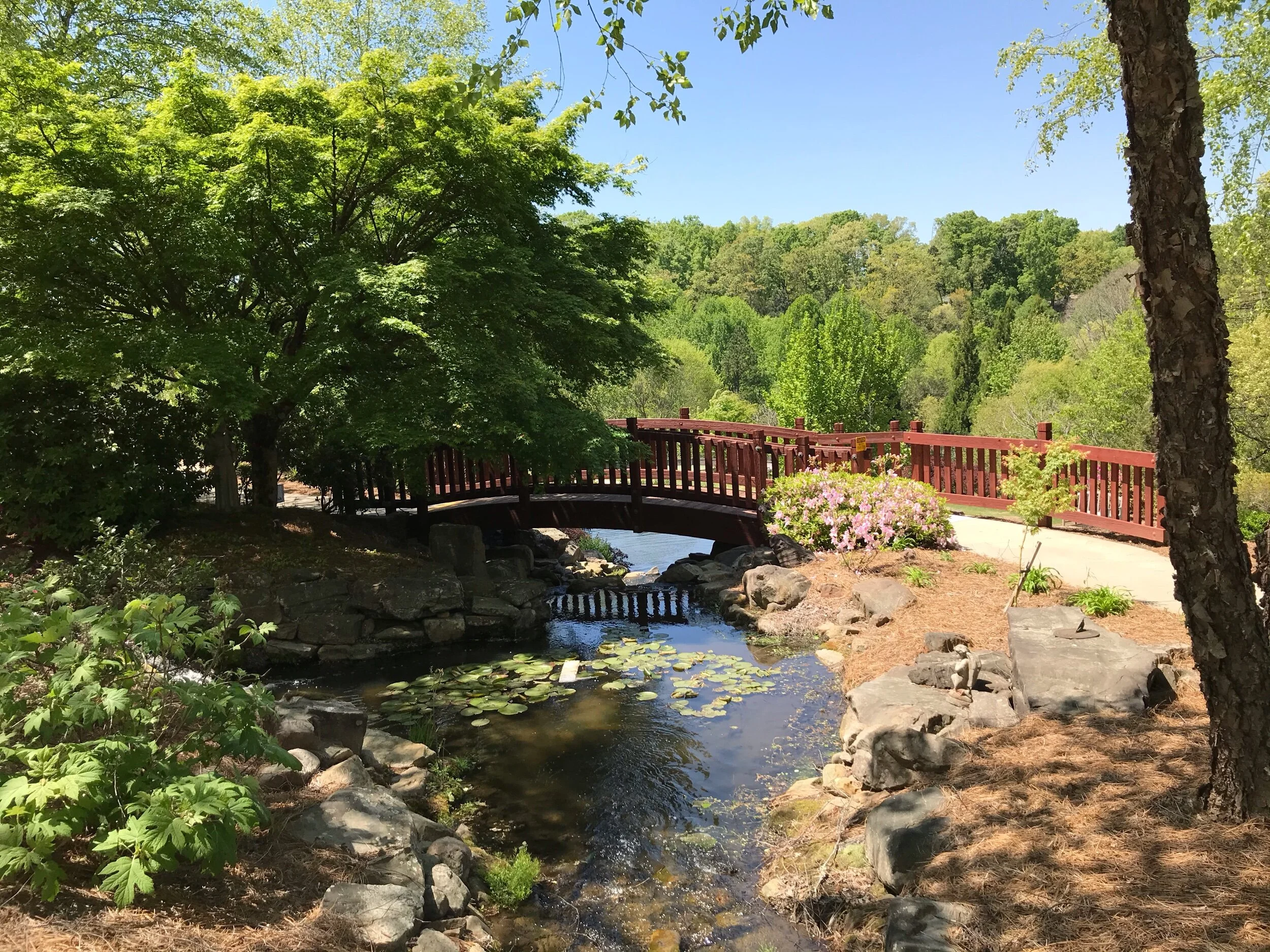 A little morning peace... ☀️✨