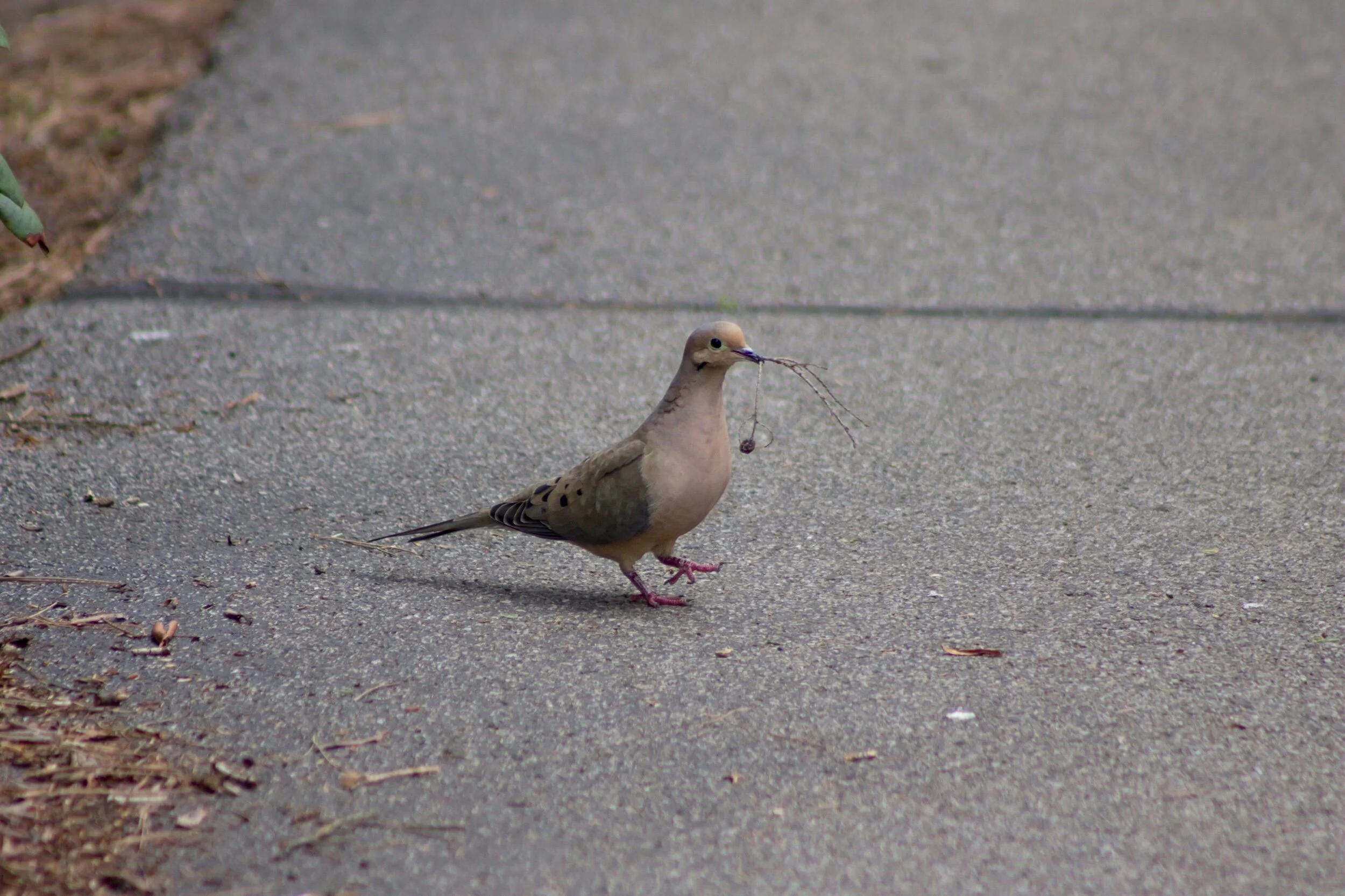 This little cutie was a good reminder to take things one step at a time. 💗🙏🏽✨💞