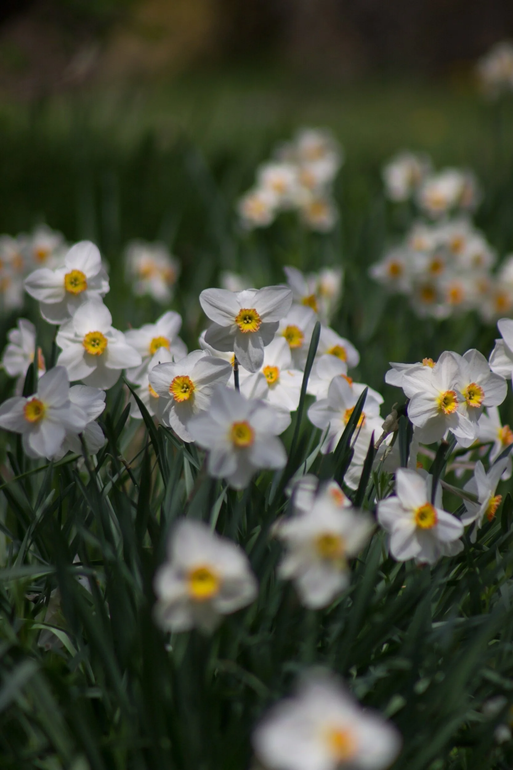 “Good morning!! Come join us as we dance in the breeze, soak in the sun, and smile at all who come our way.” 🥰😁✨☀️💗