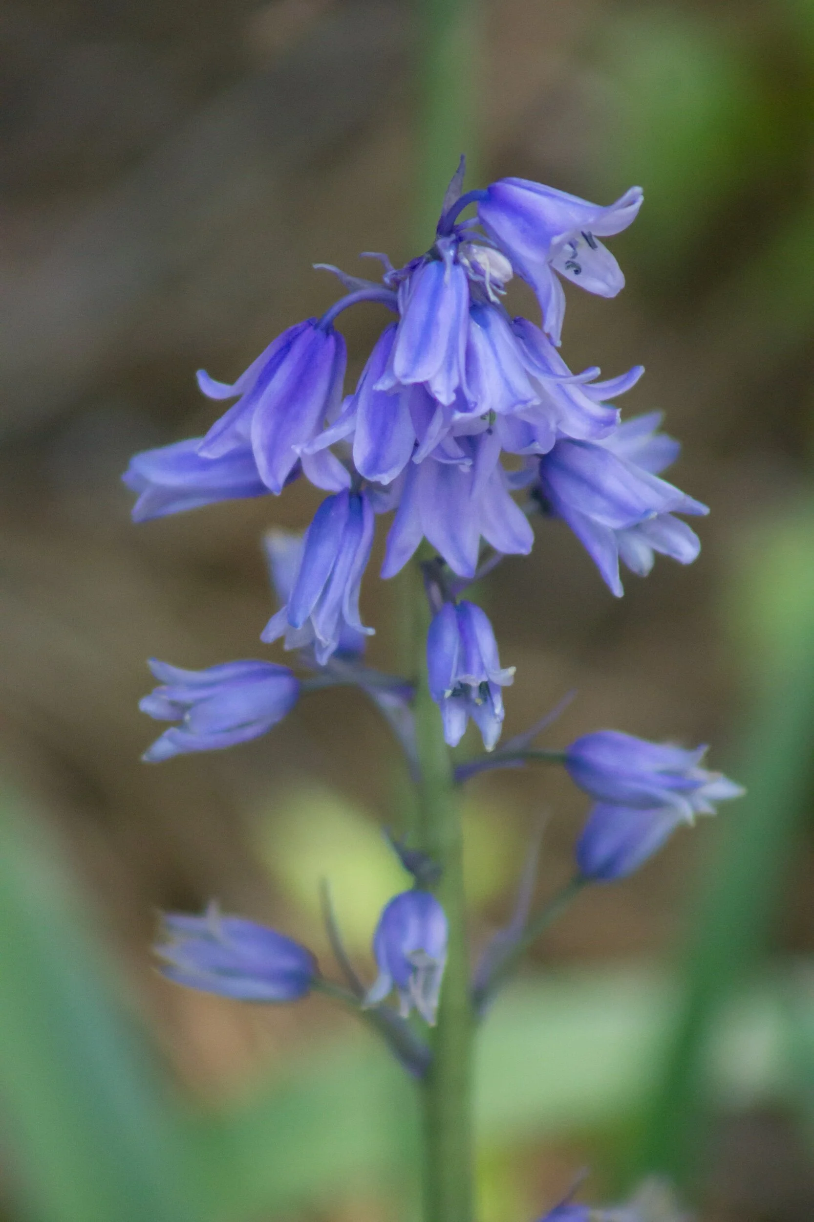 What if we are all just delicate flowers waiting for our chance to bloom... ✨☀️💞