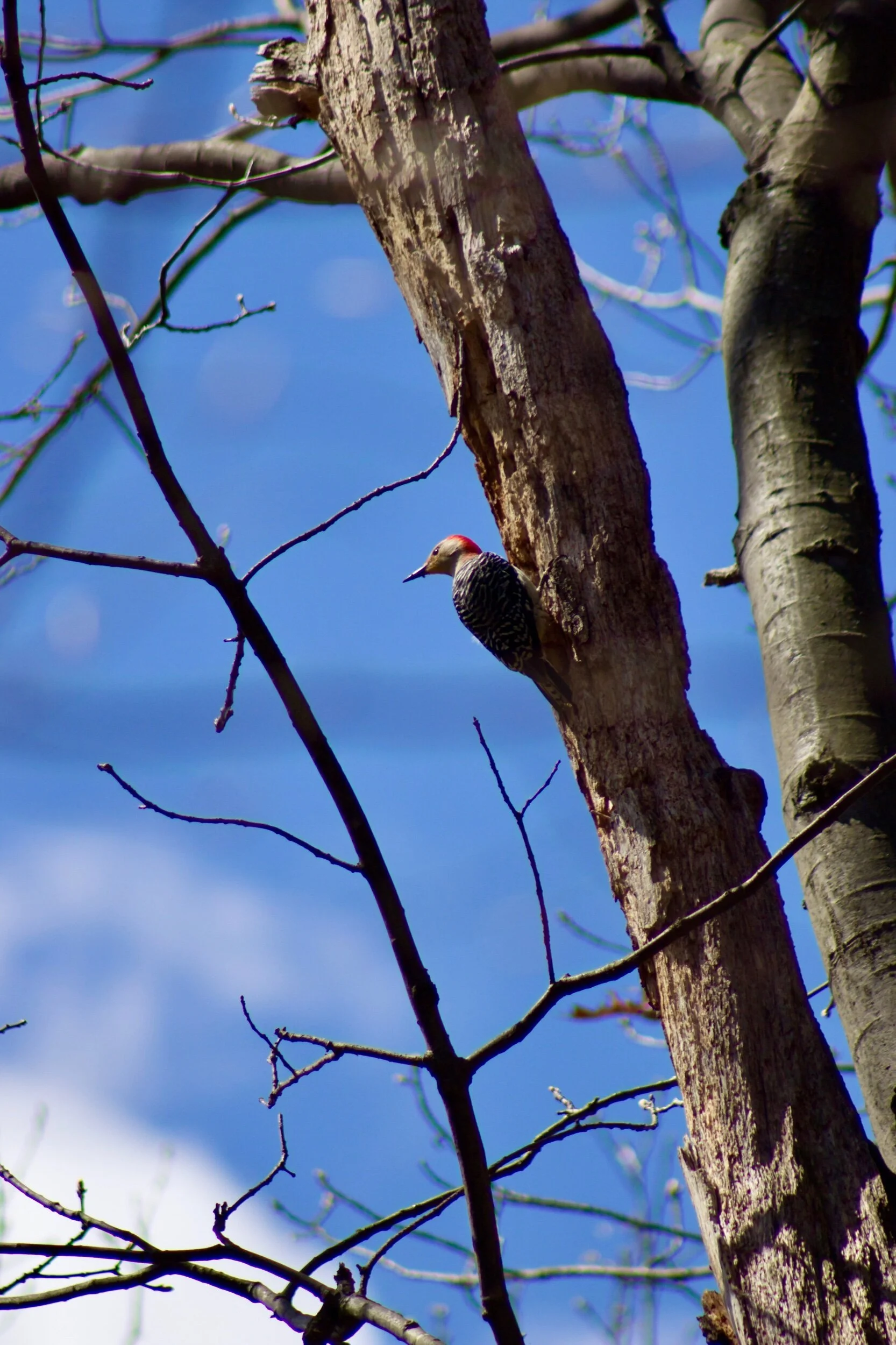 “I’m going to stay here for a bit, high in the tree, and marvel at the beauty of all I see. So close to the clouds, I can touch the sky...  I’ll just wait here for you to come share this with me.” ☀️✨💞