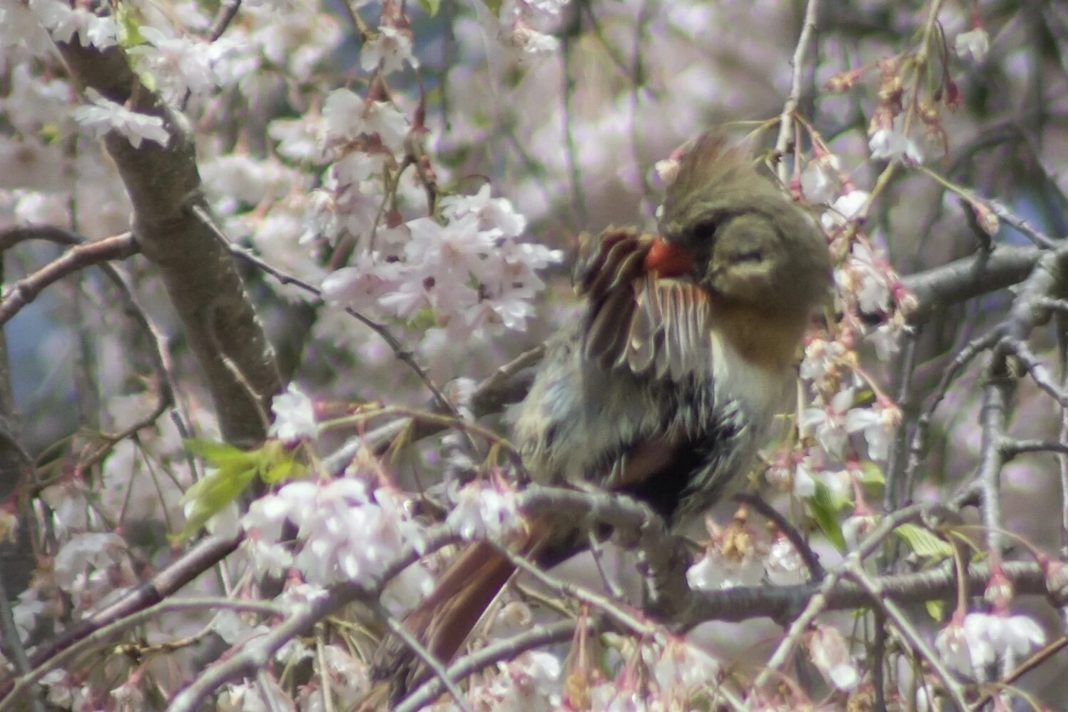 Found this little one taking a bird bath in the wet cherry blossoms after the rain. So fascinating to watch it hop around the tree dunking in and out of the blossoms for its morning bath. Such a cutie... May your day be full of the sweetness of nature. 💗✨💞