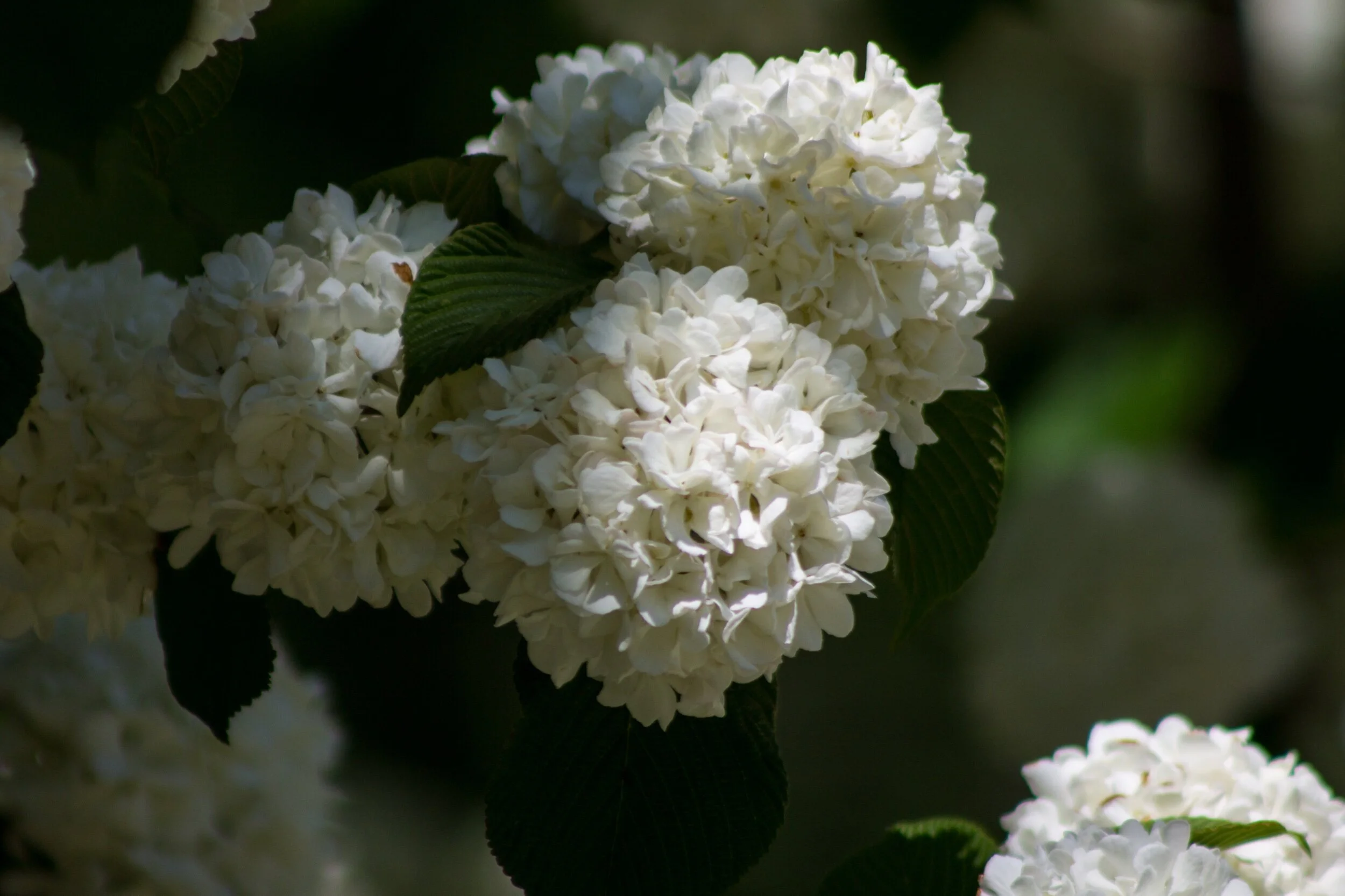 Softly resting in the shade, filled with beauty in each one, “come find us,” they say, playfully, to the morning sun. 🥰☀️💗