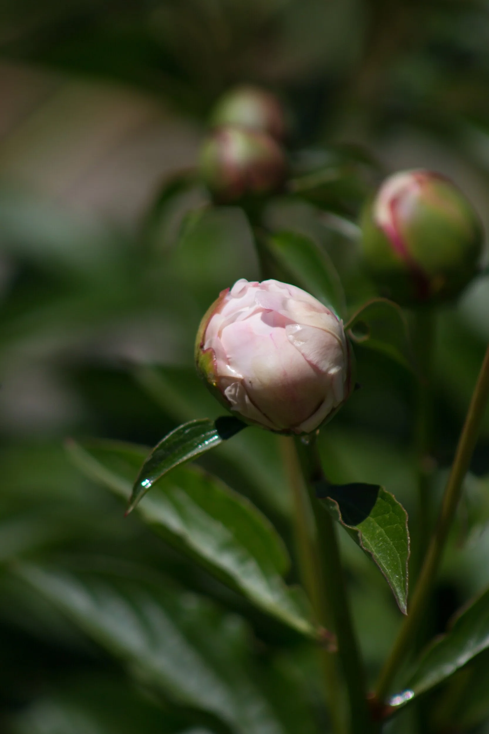 ... And as if by magic, the glorious peony unfolds from the tiny delicate bud. Amazing...✨☀️😘💞