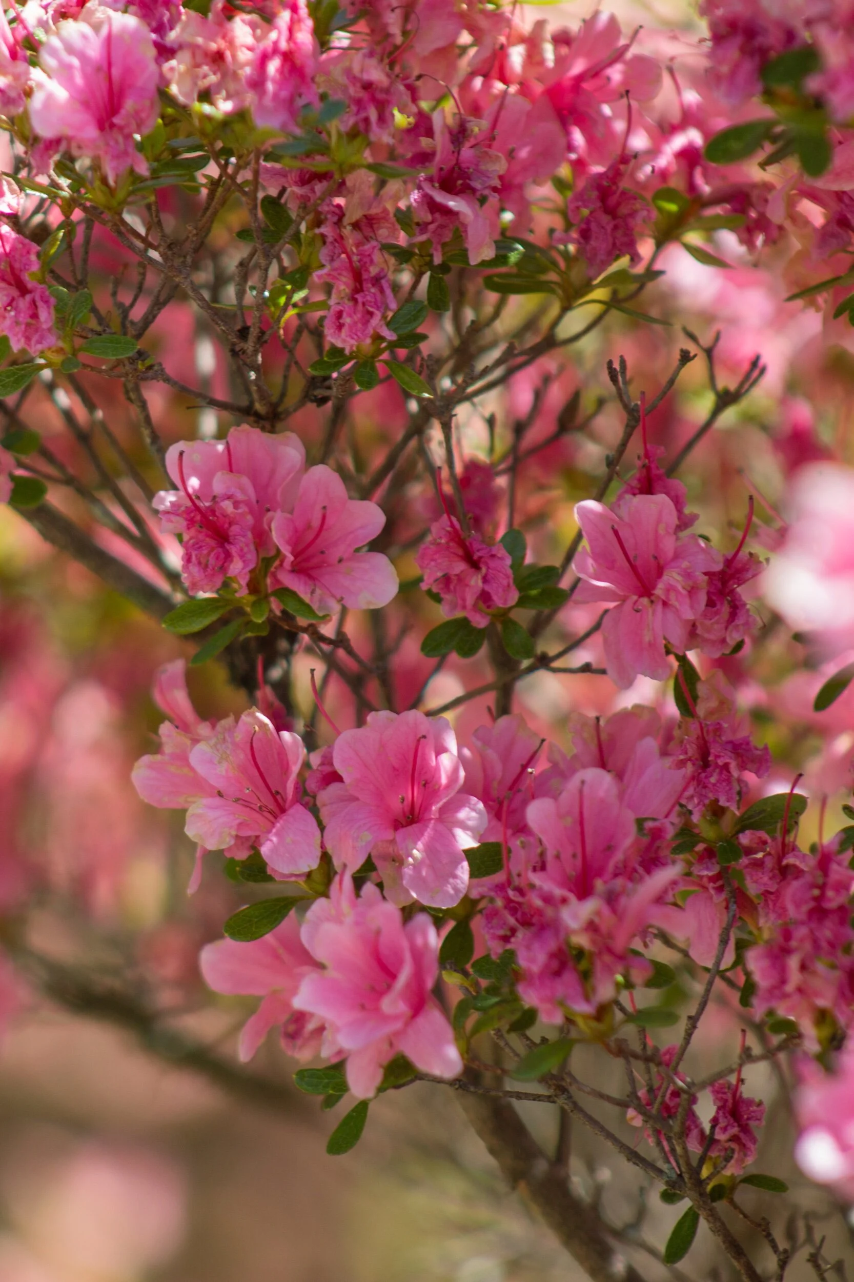 So much color... It never gets old, seeing so much color after a cold, gray winter. Soak in the beauty of each flower, all meant for you. 💗✨💞
