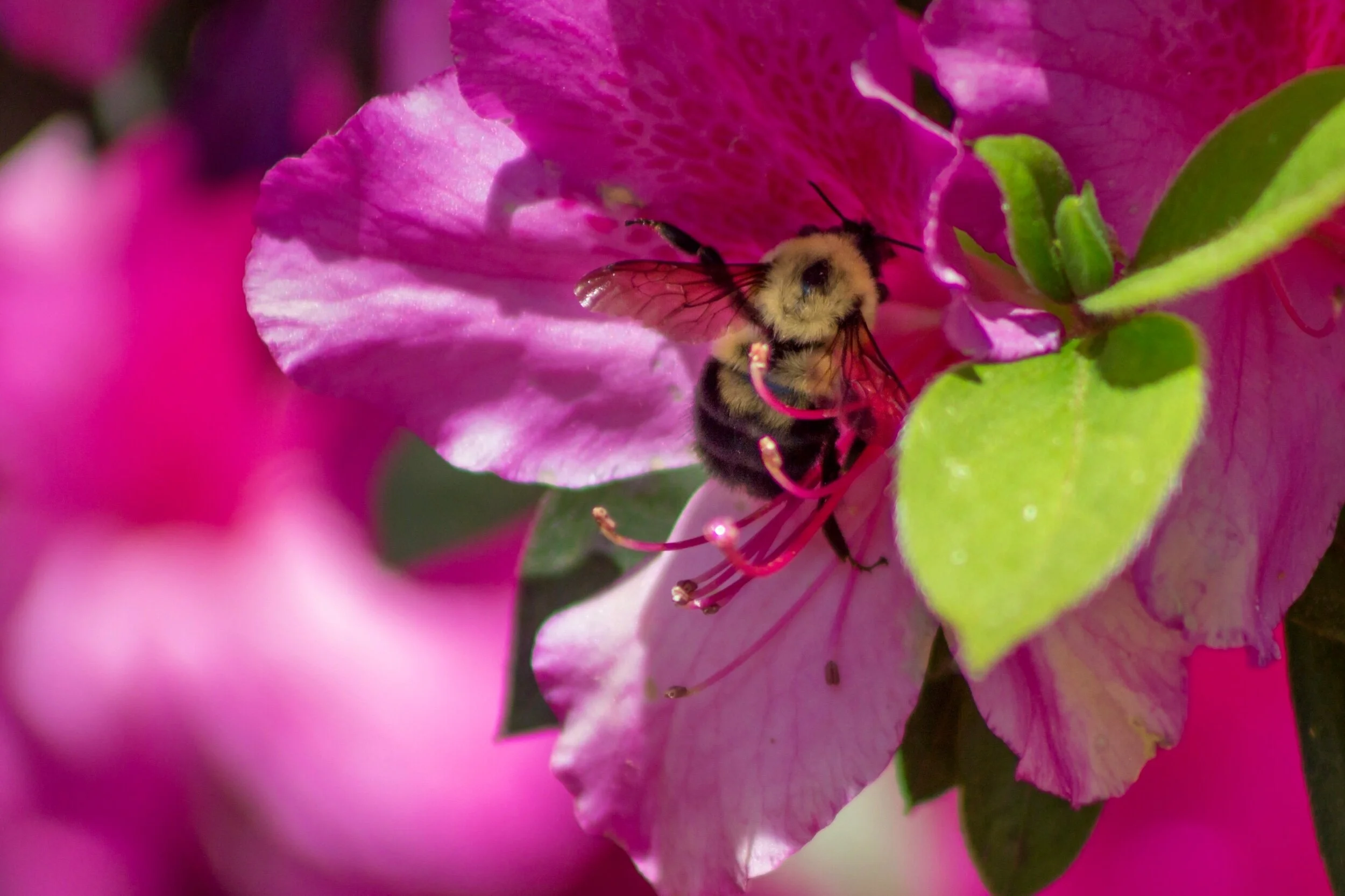 Working, resting, meditating... just one happy bumble bee. 🥰🐝✨