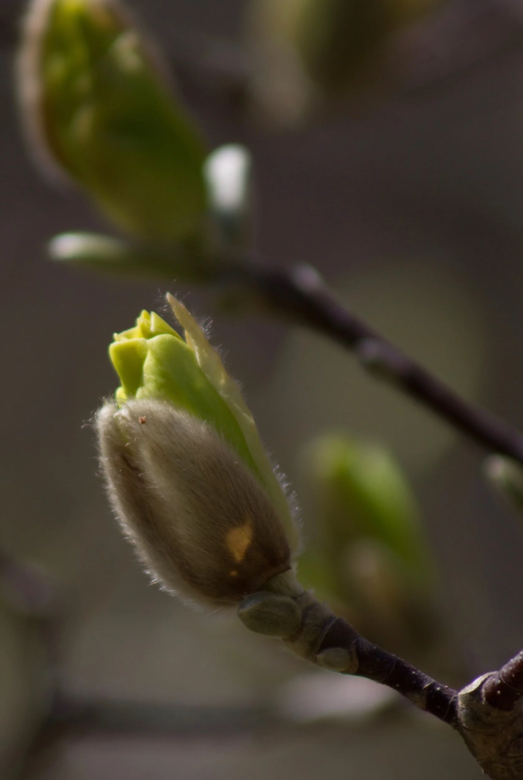 Just waiting for a chance to open, to bloom, to reach for the sky... 🥰✨💞