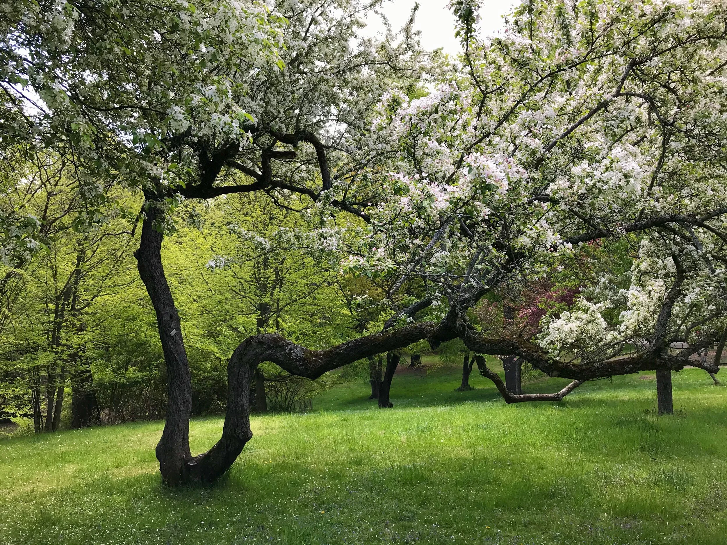 If this tree could tell its story, I wonder what it’d say... a story of strength, resilience, and survival through the twists and turns of life... 💗✨💞