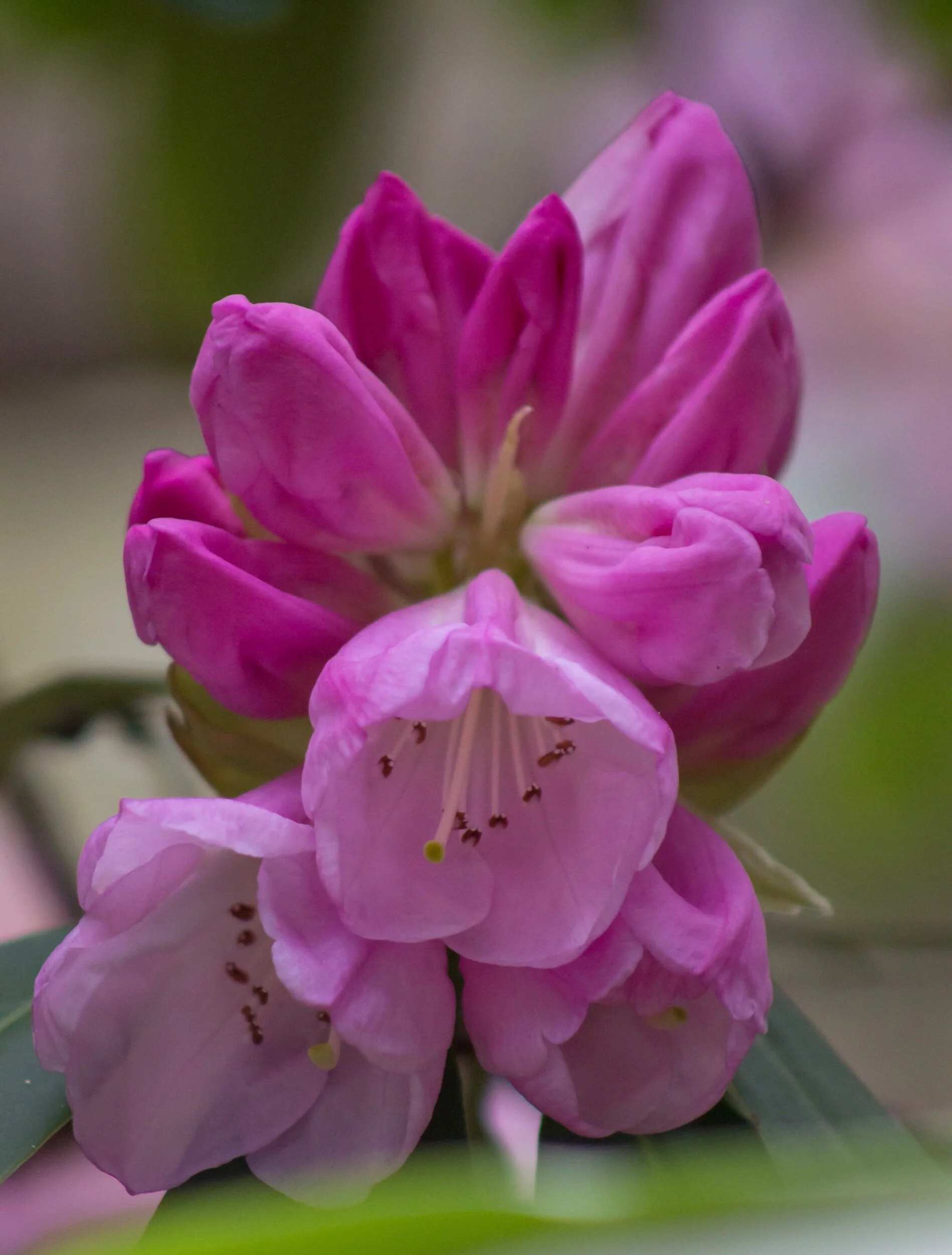 This rhododendron looks like it’s waking up... taking its time to breathe and open each bud... taking its time to reveal its fullness. Beauty takes time... May we take as long to appreciate it as the time it takes to create it. 🥰💗✨💞