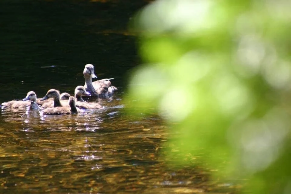 If you take a peek beyond the leaves what do you see? Remembering this glorious day watching the ducklings playing in the cove. May your day bring expected beauty. 🙏🏽✨😘💞