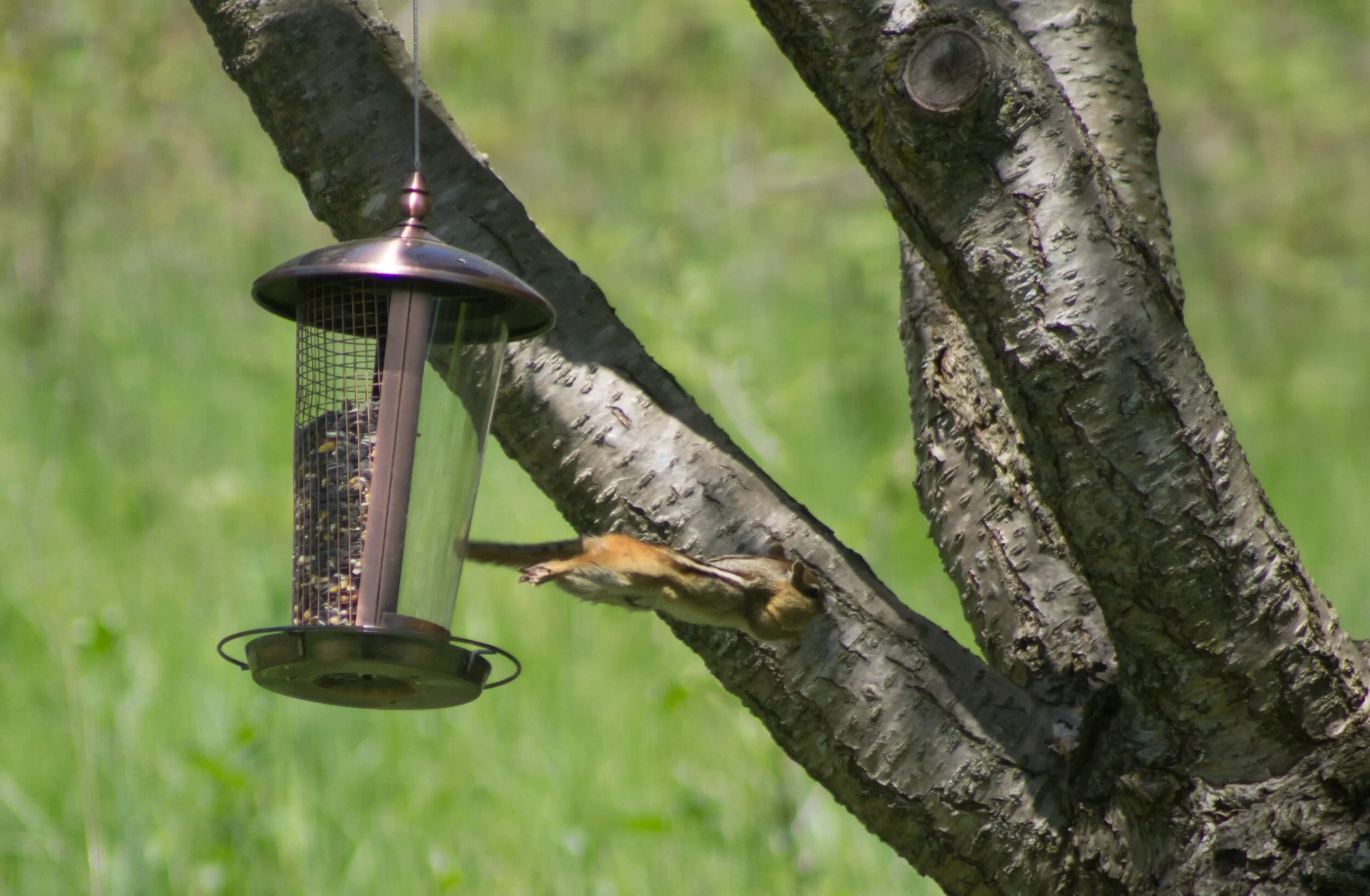 making a quick getaway after eating most of the birdseed. 🤣💗💞