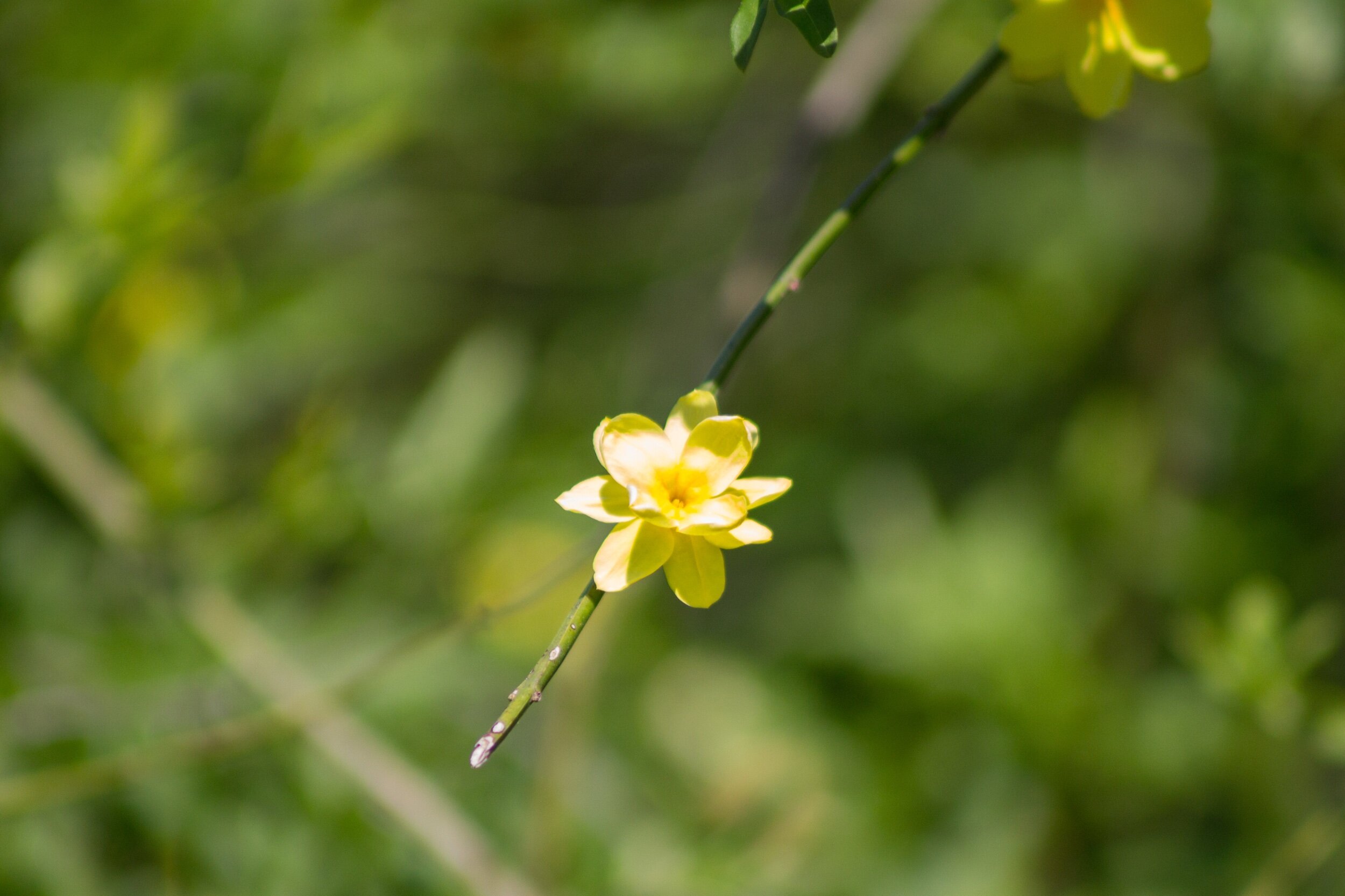 Even the smallest flower can brighten up the day. ☀️💗✨💞