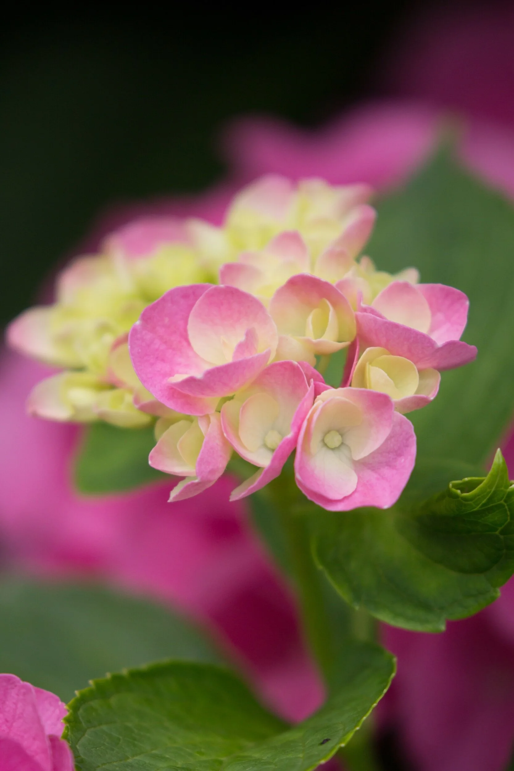 What if each petal tells a story, of God’s great love for you. Of how he shows in little ways, He’s there to carry you through. What if each petal helps remind you, Of when to take a breath, To take a moment to find a pause,And even take a rest.What if each petal is a signOf hope that’s there for you,And restores your faith that with God’s Grace, you can make it through. 💞💞 Sending all goodness your way today. 💞