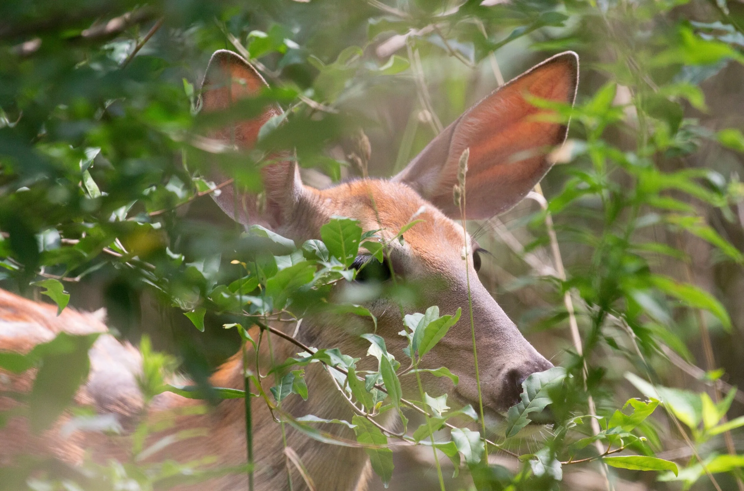 I see you, I see you... hiding in the brush, Peacefully eating all the leaves,And never in a rush. 🥰💞I know your eyes can see me,And your smile says it all,“Catch me if you can,” you say,“And answer nature’s call.”