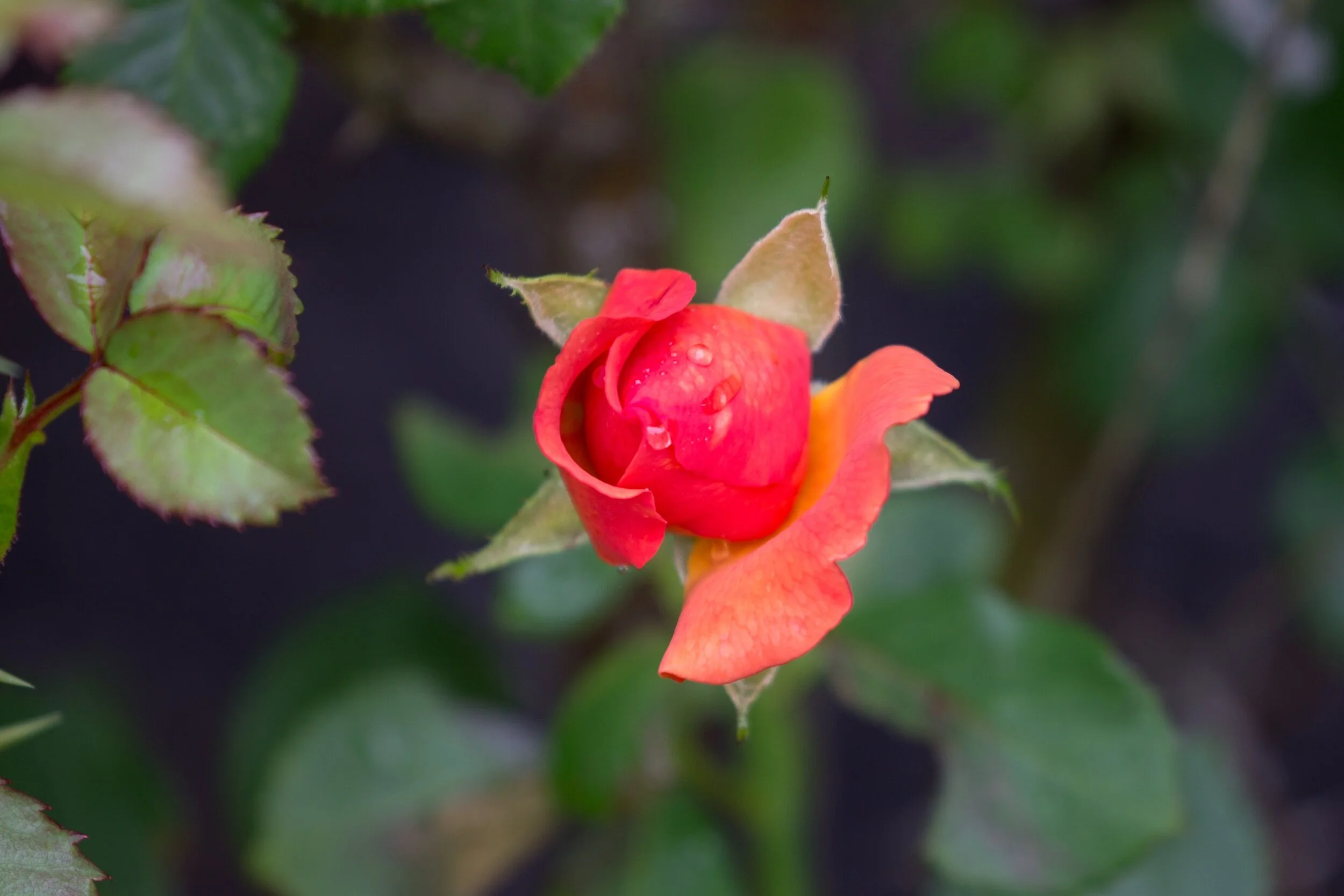 May your week bloom into something beautiful. 💗🙏🏽✨💞