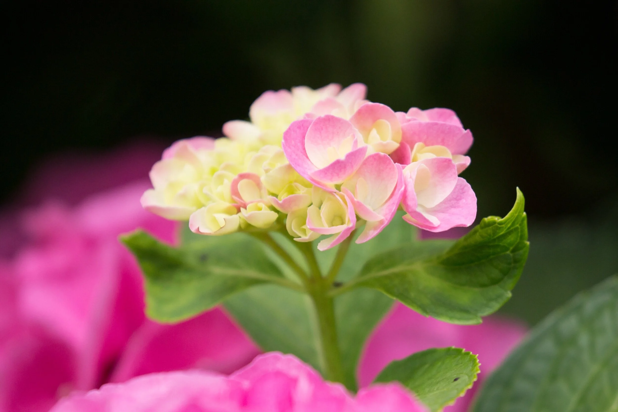 Middle of the week bouquet for you 💗 Sending all goodness your way. 💞💞