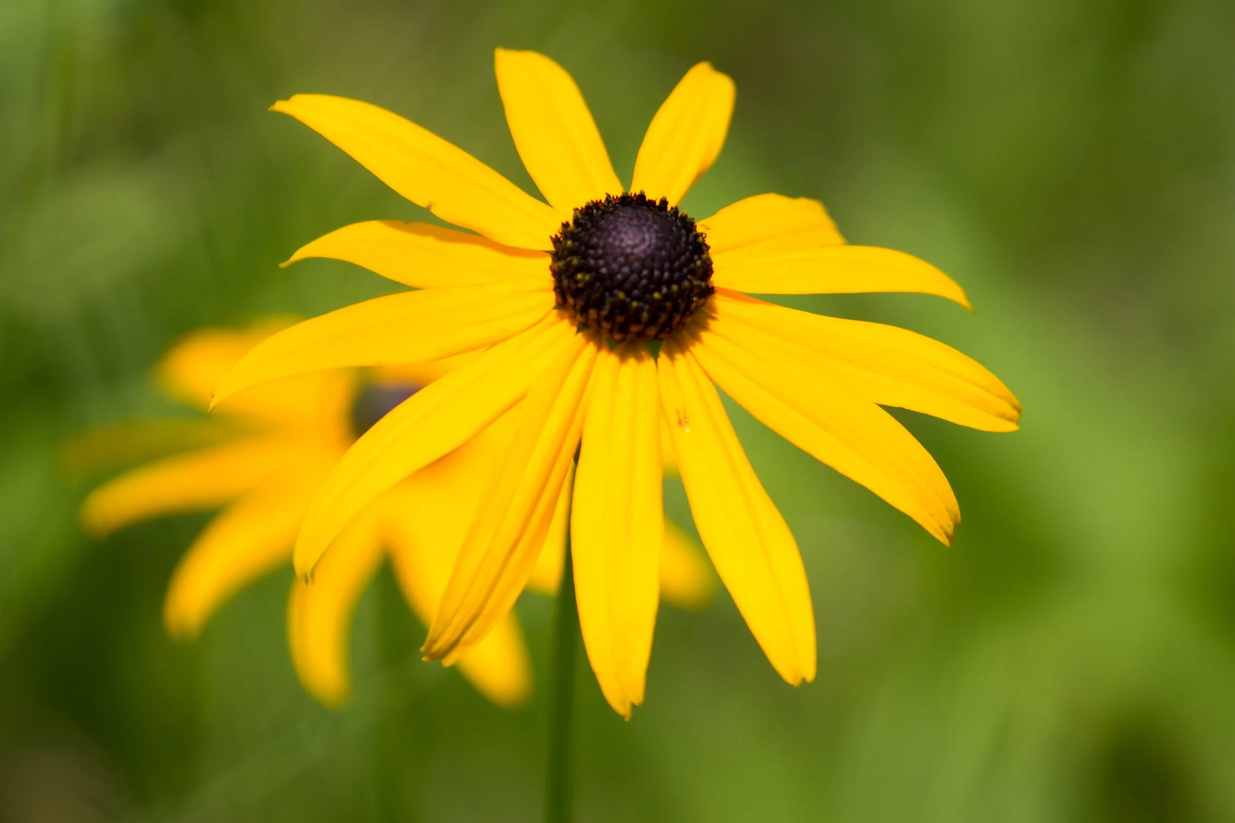 My heart yearns for the Meadow, Where I can rest with thee,And share a moment of silenceLetting the peace set us free. ✨💛🙏🏽💞