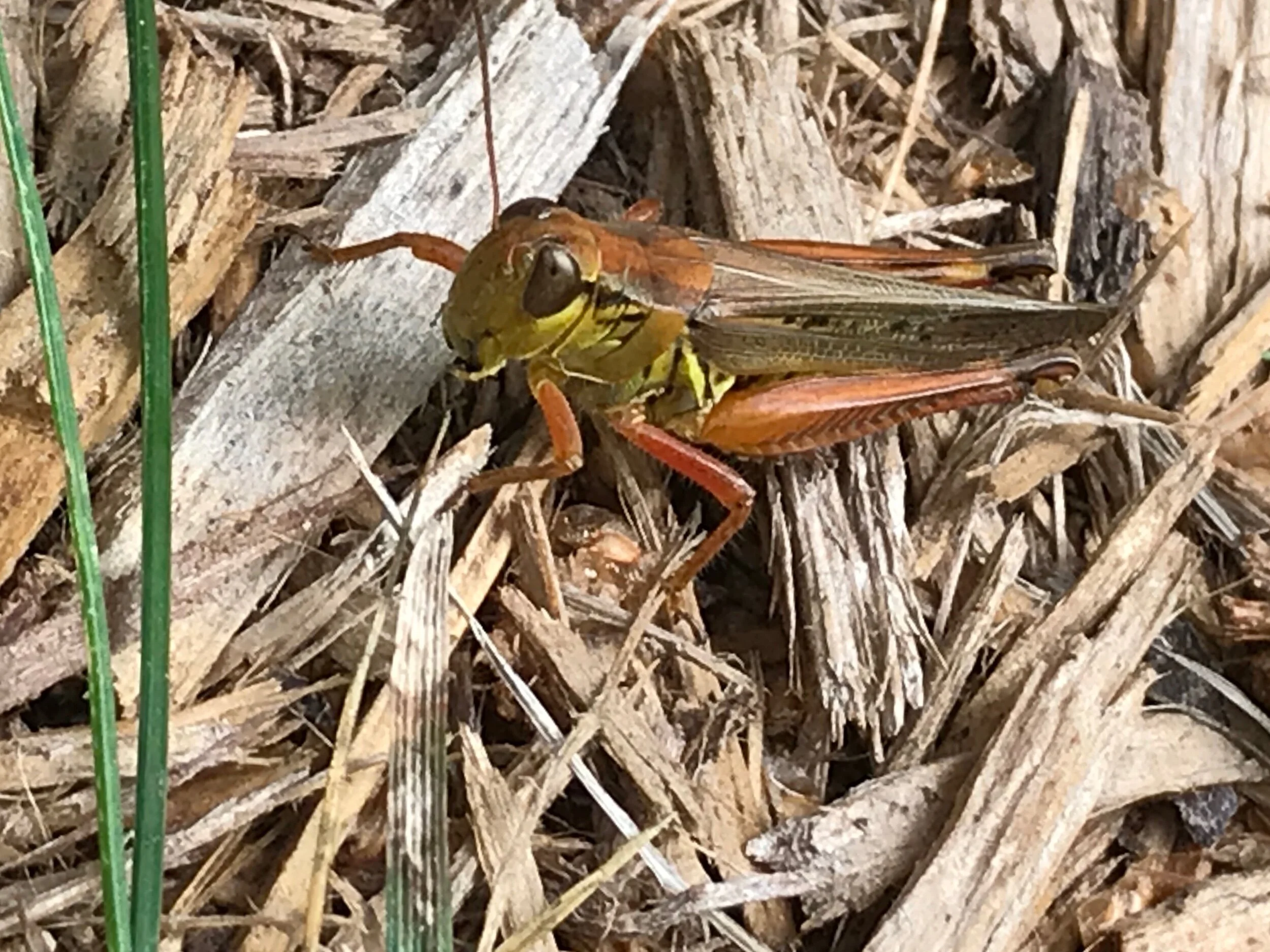 Hi little one!! So tiny, yet mighty. I saw this little cutie jump over two feet to escape the lawn mower. So grateful and happy to see your wisdom, strength, and resilience. 🥰✨💞