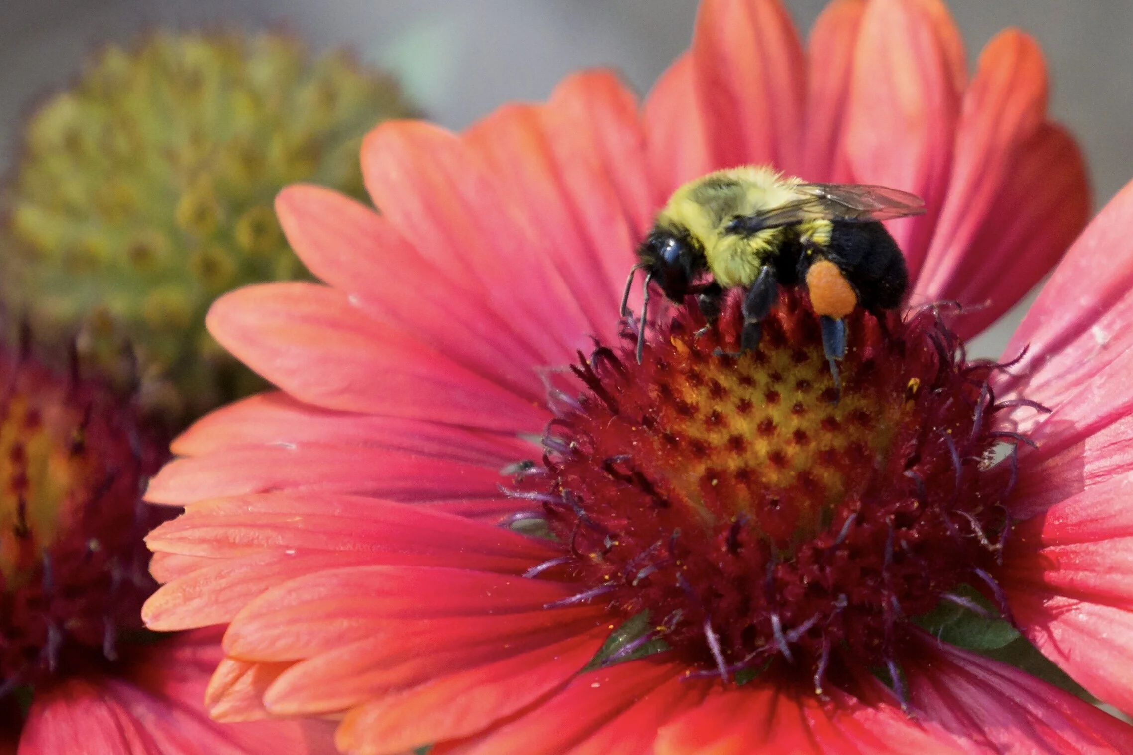 Oh to be as busy as a bumble bee... this little one was working overtime yesterday collecting ALL the pollen. 🥰 I loved seeing the orange saddlebags as I call them, or pollen baskets, or the official name, corbiculae. Maybe pause and take a look the next time you see a bumble bee and see if you can tell what color flower it may have been visiting. 🧡🐝 It’s mesmerizing to watch. What a beauty. 💗💞