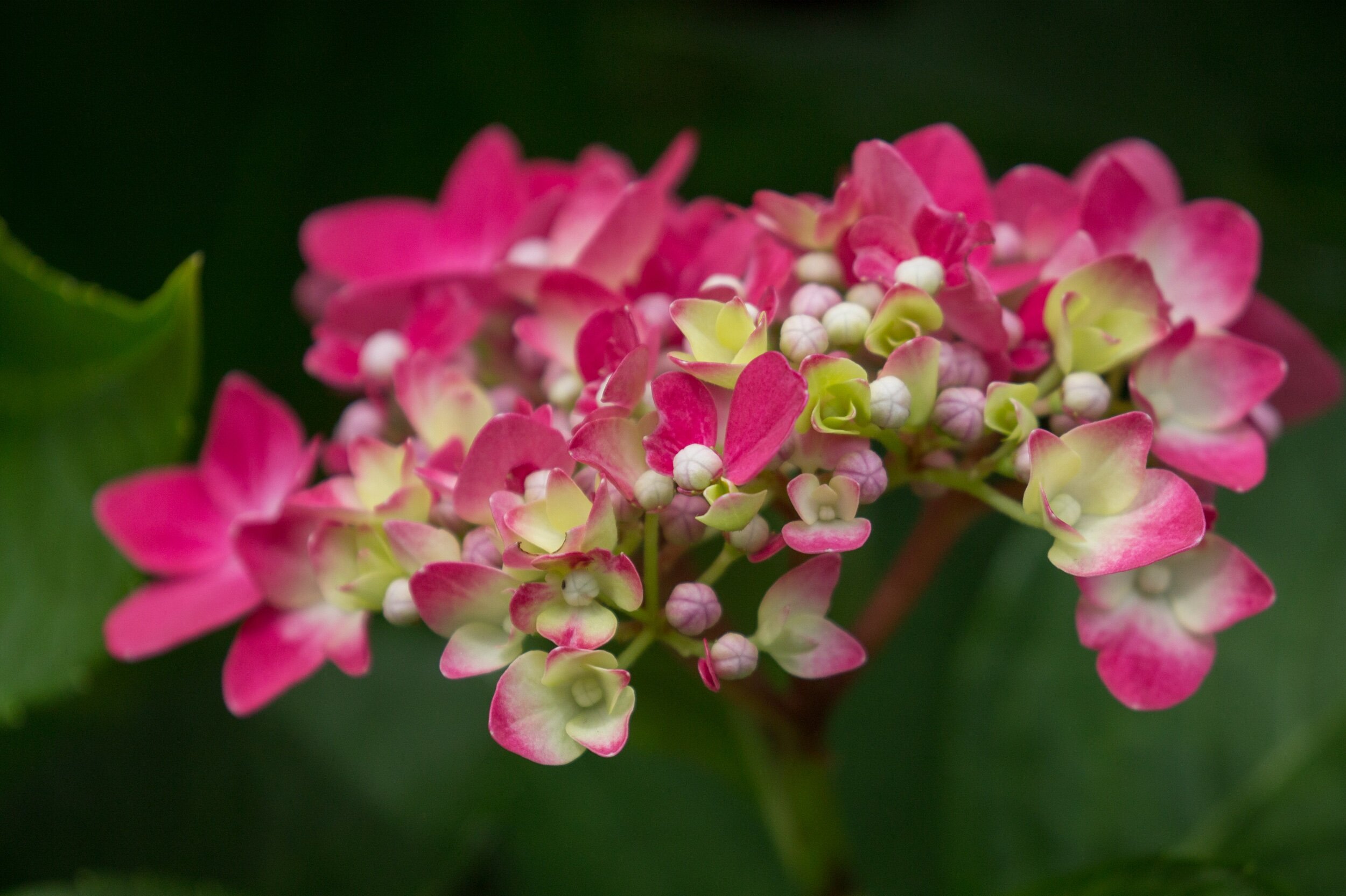 Somewhere out there is a flower just waiting for you... to pause, to notice, to be near, to share in its beauty, to just be...💗