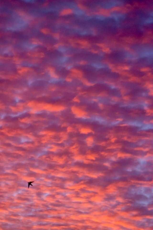 If you could paint the clouds, what colors would you choose?If you could fly in the sky, how high would you go?If you could extend the canvas to those you love, how far would it go?May we see you in the sky, O Lord,And in the soaring of the bird.May we feel your presence with each viewAnd mention of your Word.May we humbly ask that all who seekThe grace they need so much.Are moved by you to receiveYour loving healing touch.Please help us find you in the stillnessHelp us see you there above For we do all this with the hopeTo feel the blessings of your love. 💜✨💞