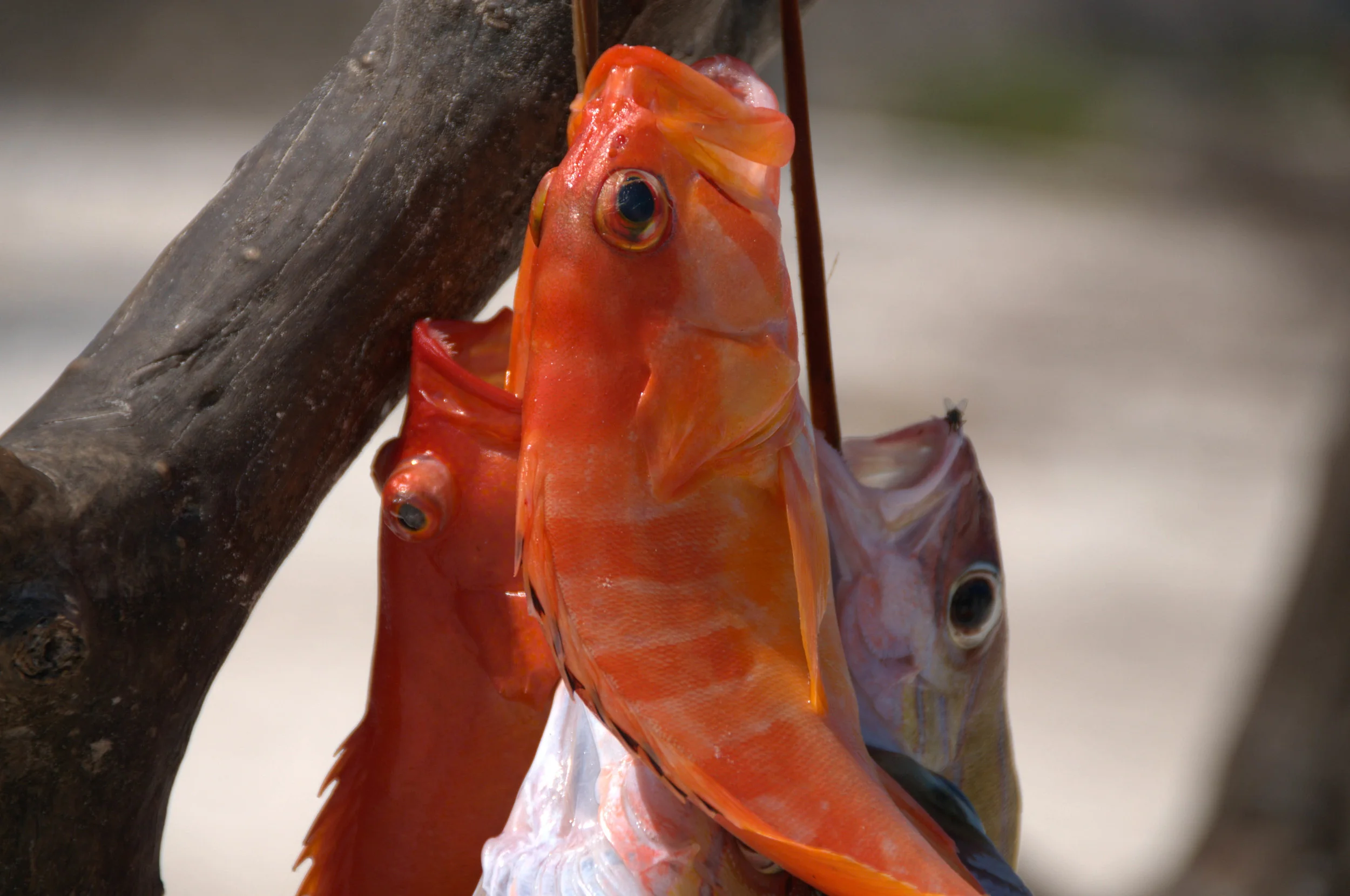 DSC_0910-2.jpg