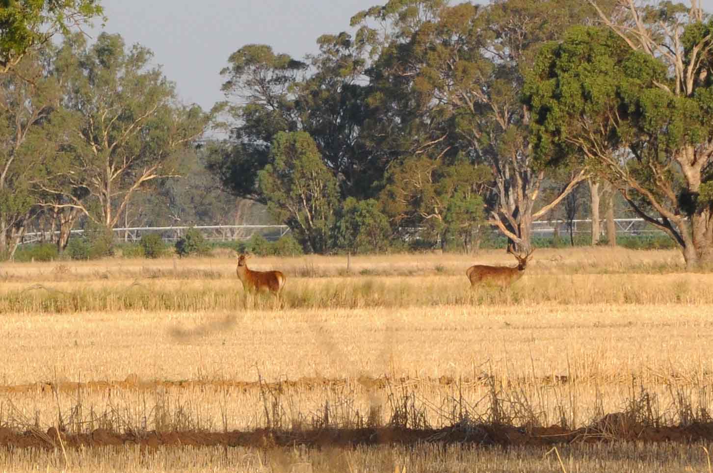 DSC_3453.jpg