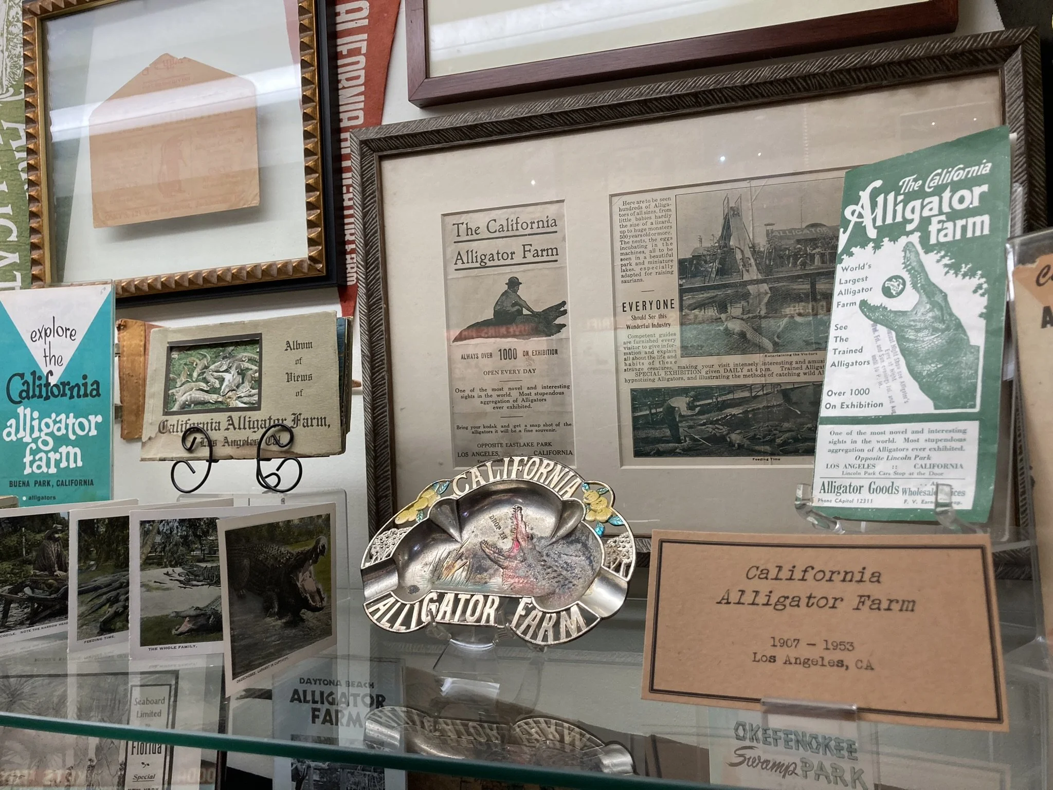 Alligator Farms across the USA were popular roadside attractions.