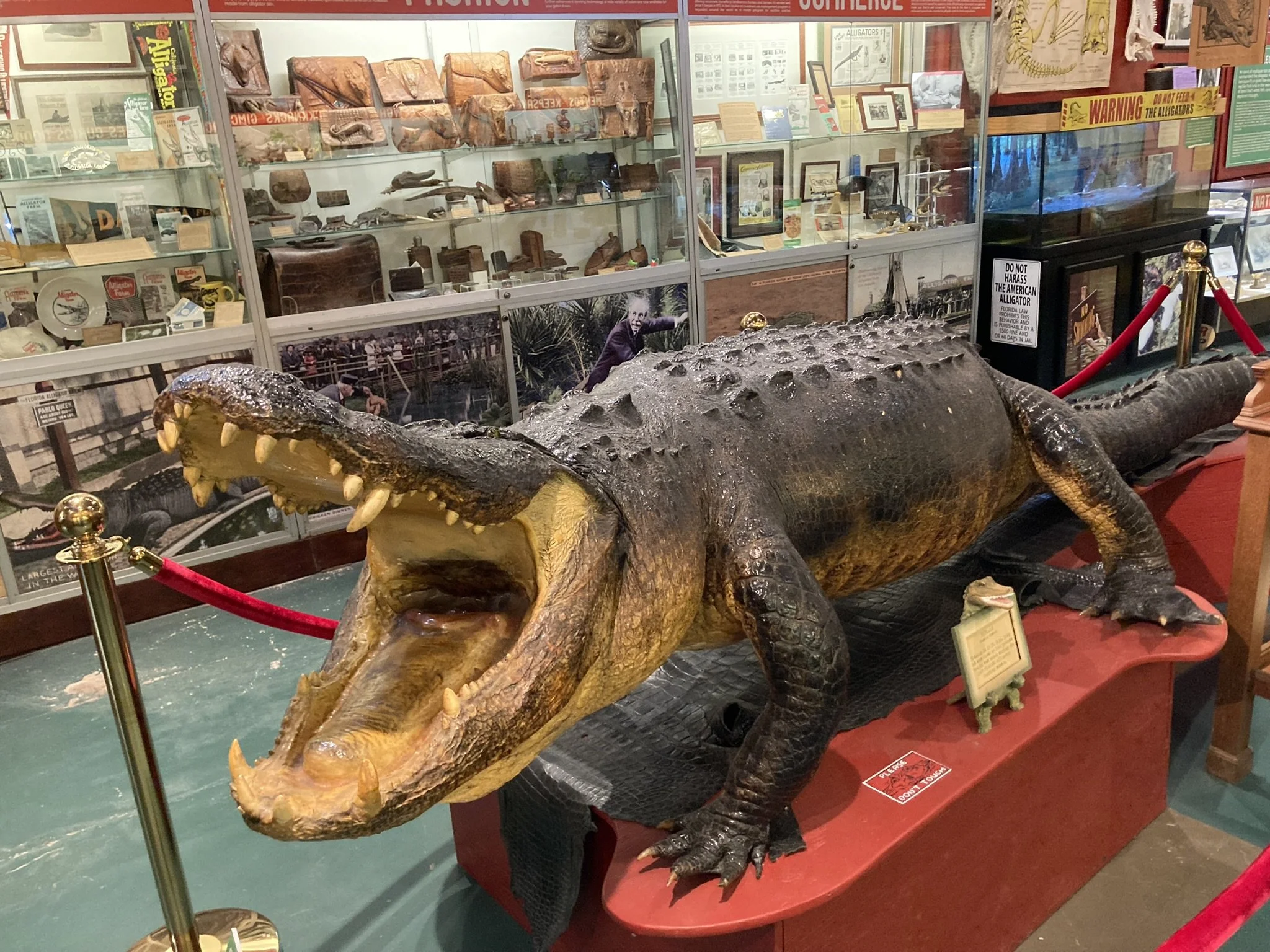 Our mascot, Fideaux can't wait to say "Hi!"