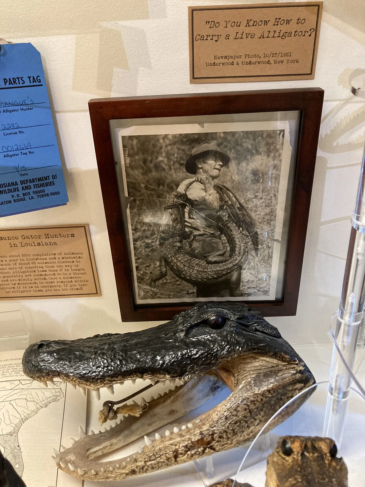 Do YOU know how to carry an Alligator?