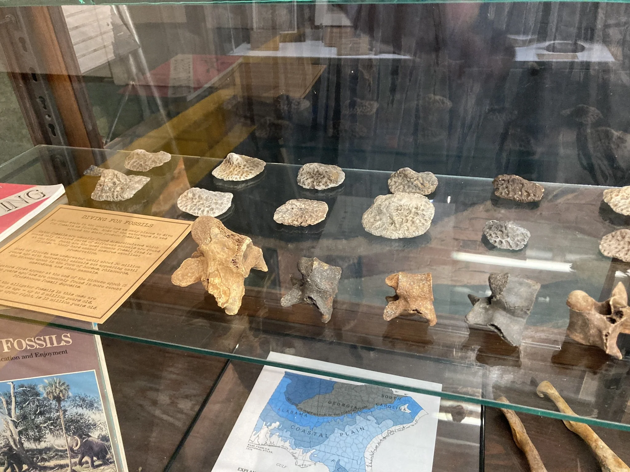 1,000,000 year old fossils are found by divers in rivers in Florida.