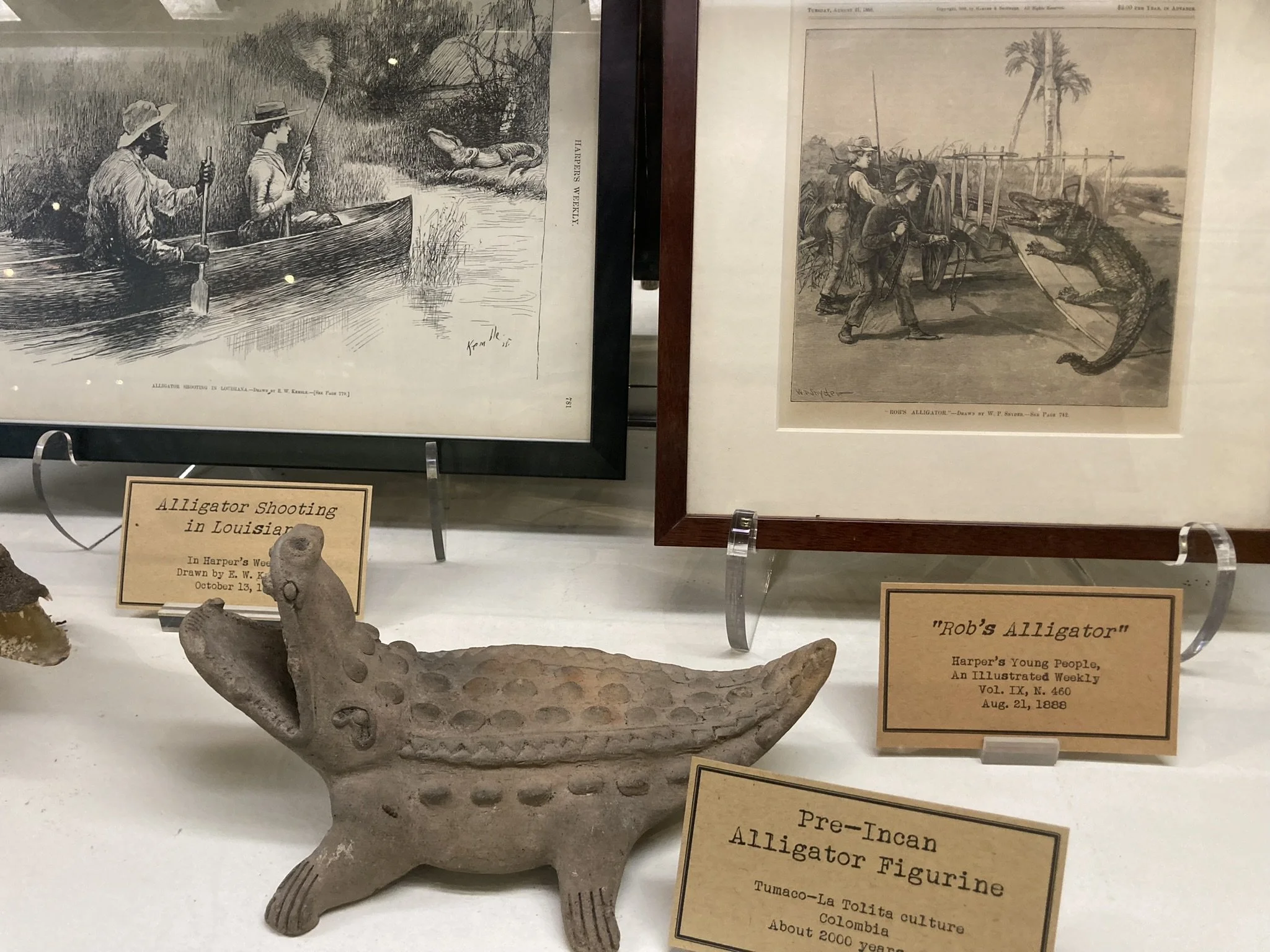 Alligators in the America's have fascinated people for centuries.