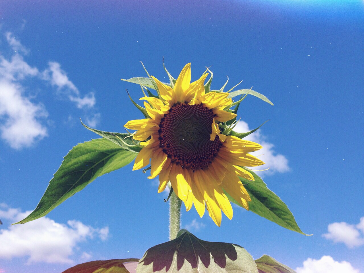 Summer skies and Sunflower inflorescence 