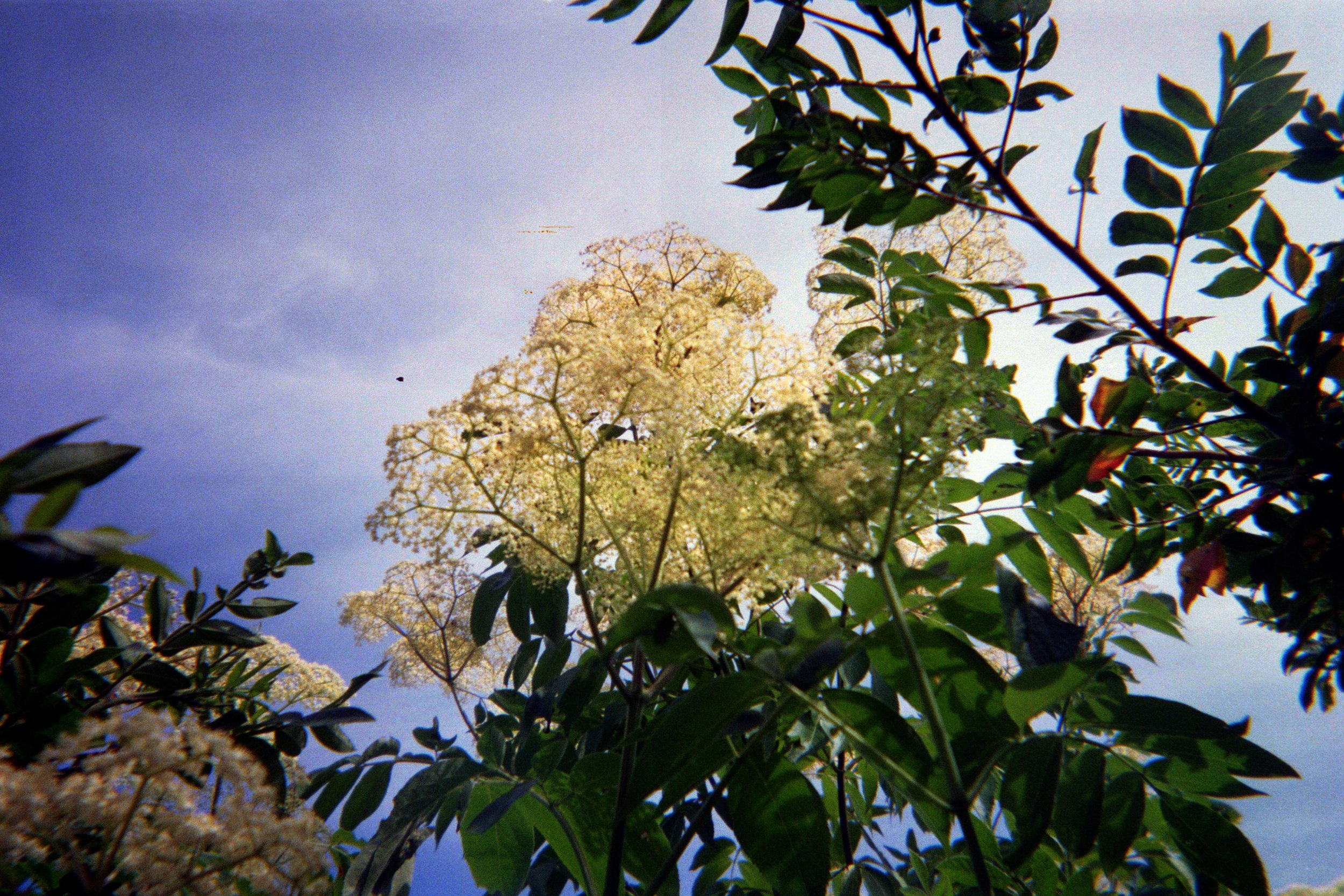 Elder blossoms soaking up the Vineyard sun last summer.