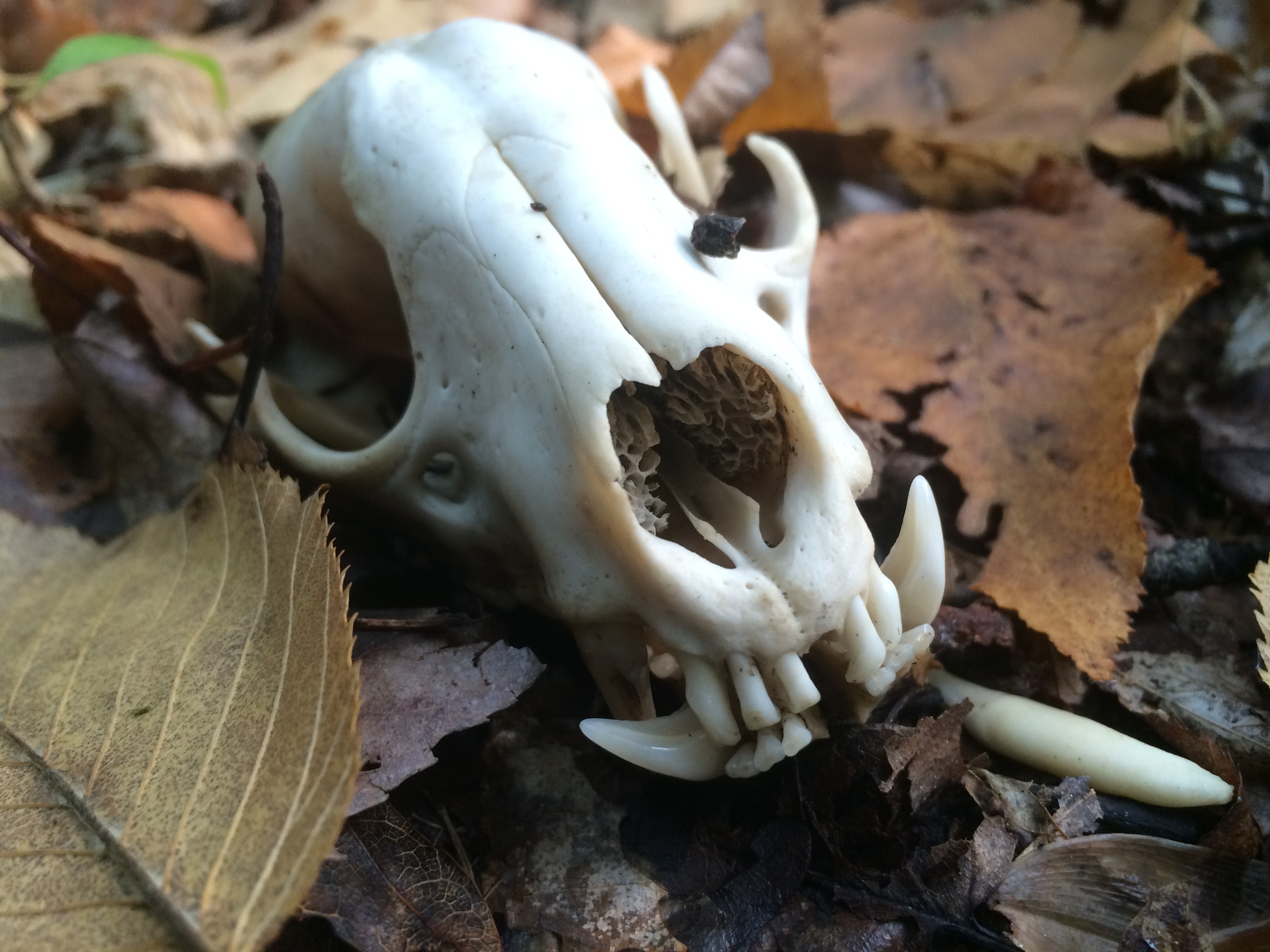 raccoon skull, new jersey, last weeks of summer 2015.