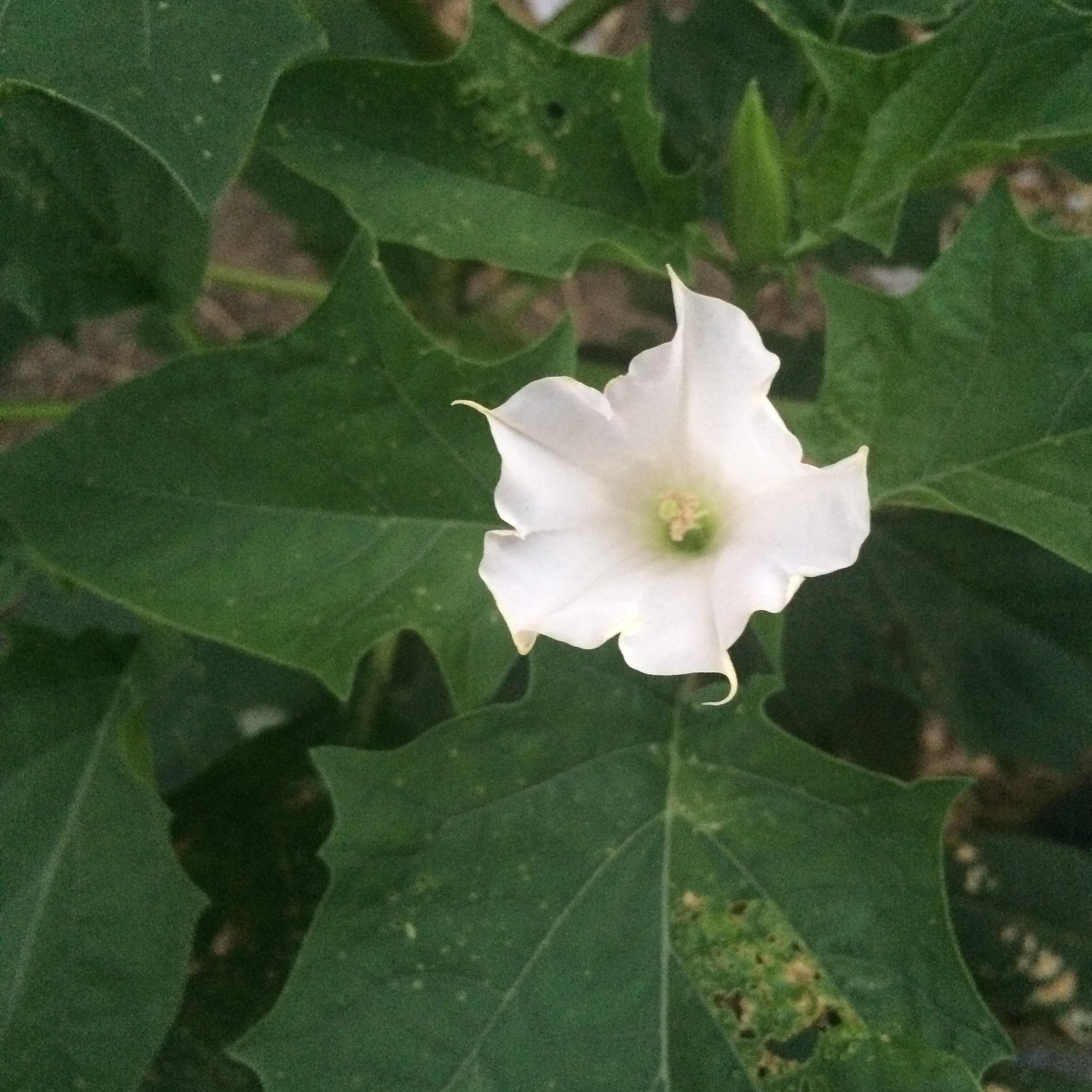 sacred datura. nyc. late summer, 2015.