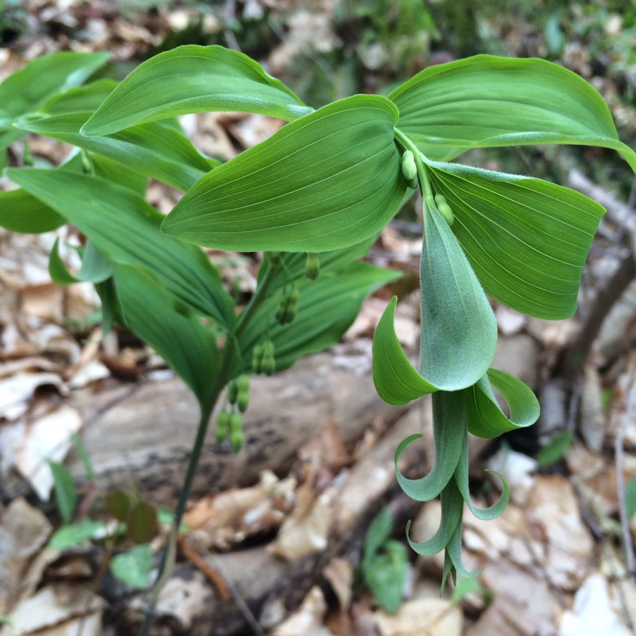 .....are you KIDDING me... with this plant... the beauty...