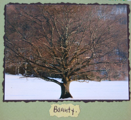 beauty tree.jpg
