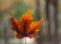 leaf#3.jpg