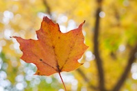 leaf#5.jpg