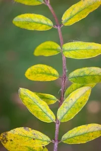 twig.jpg