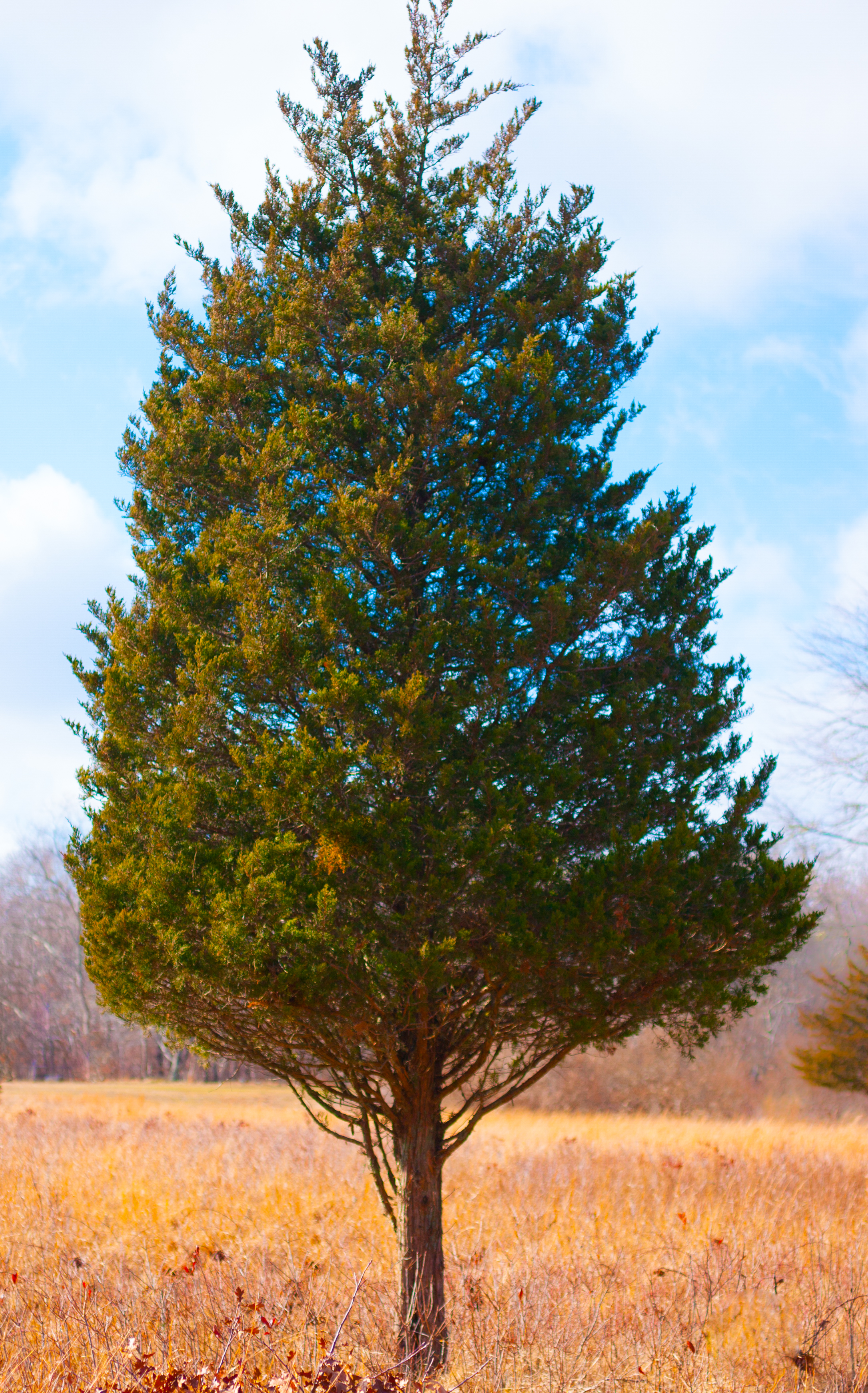 tree 1.jpg