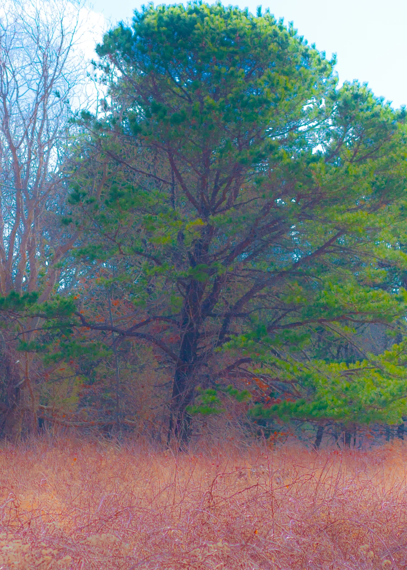 tree 2.jpg