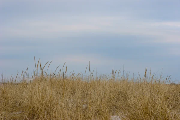 beachgrass.jpg