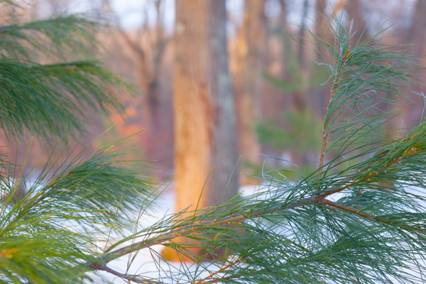 It waits upon the lawn; It shows the furthest tree
